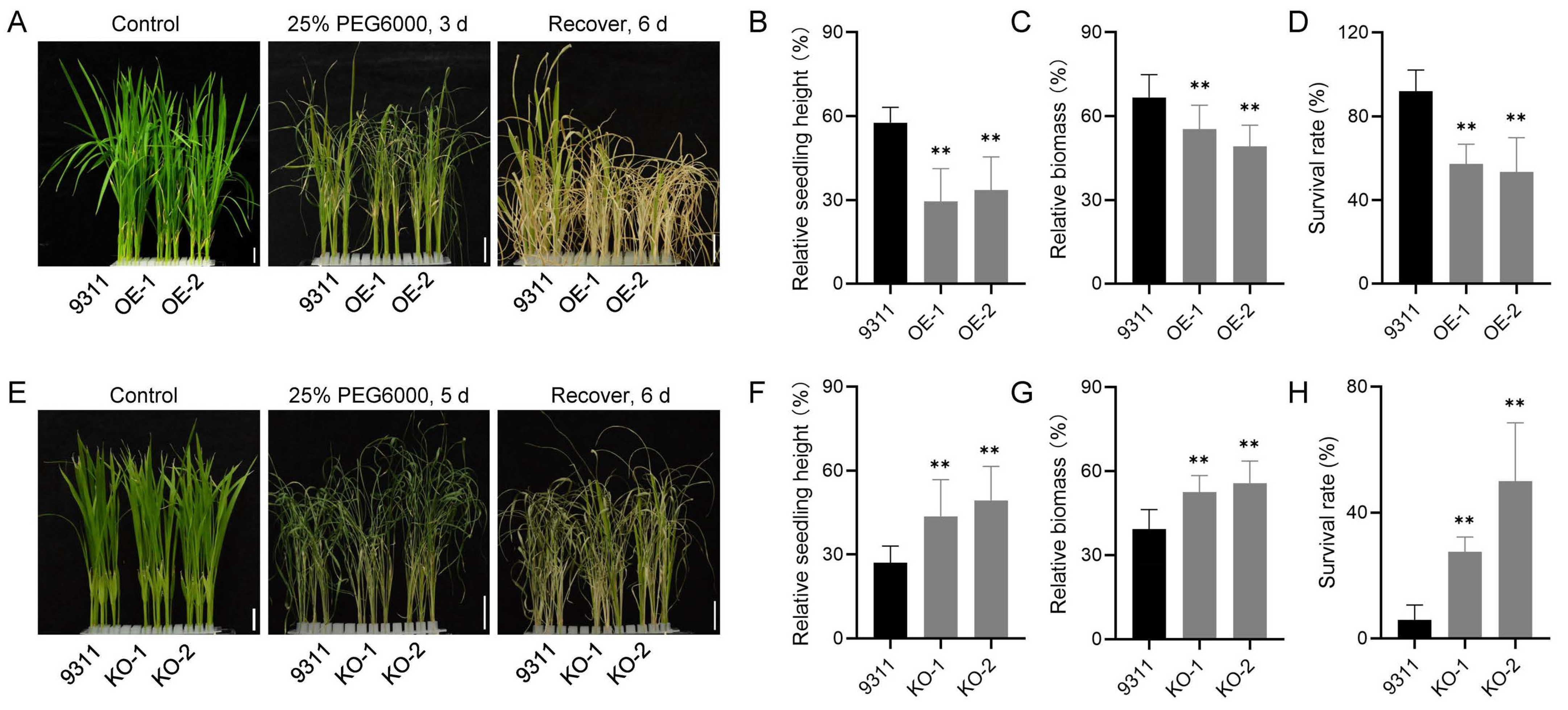 Plants 14 02174 g002