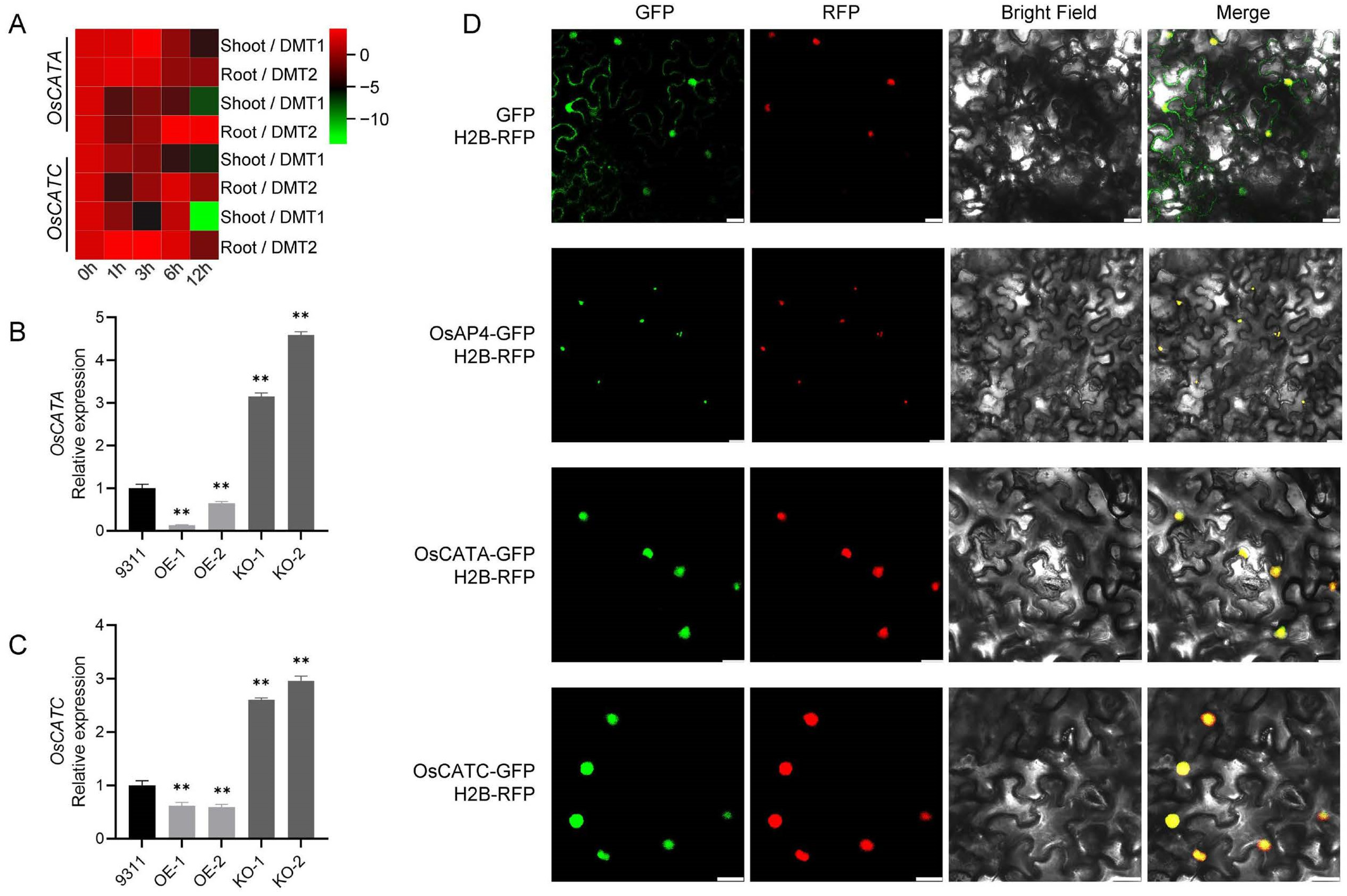 Plants 14 02174 g003