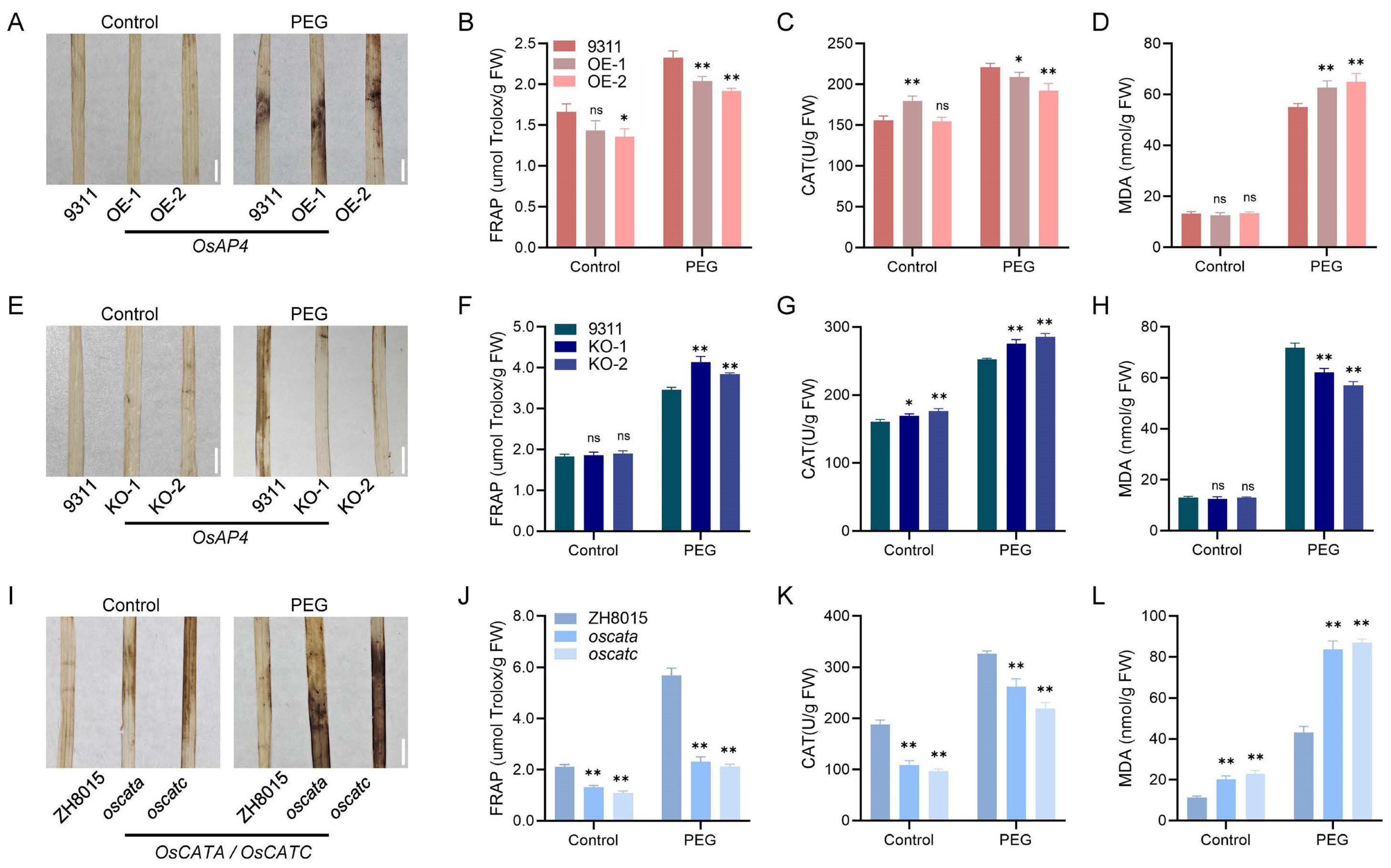 Plants 14 02174 g005