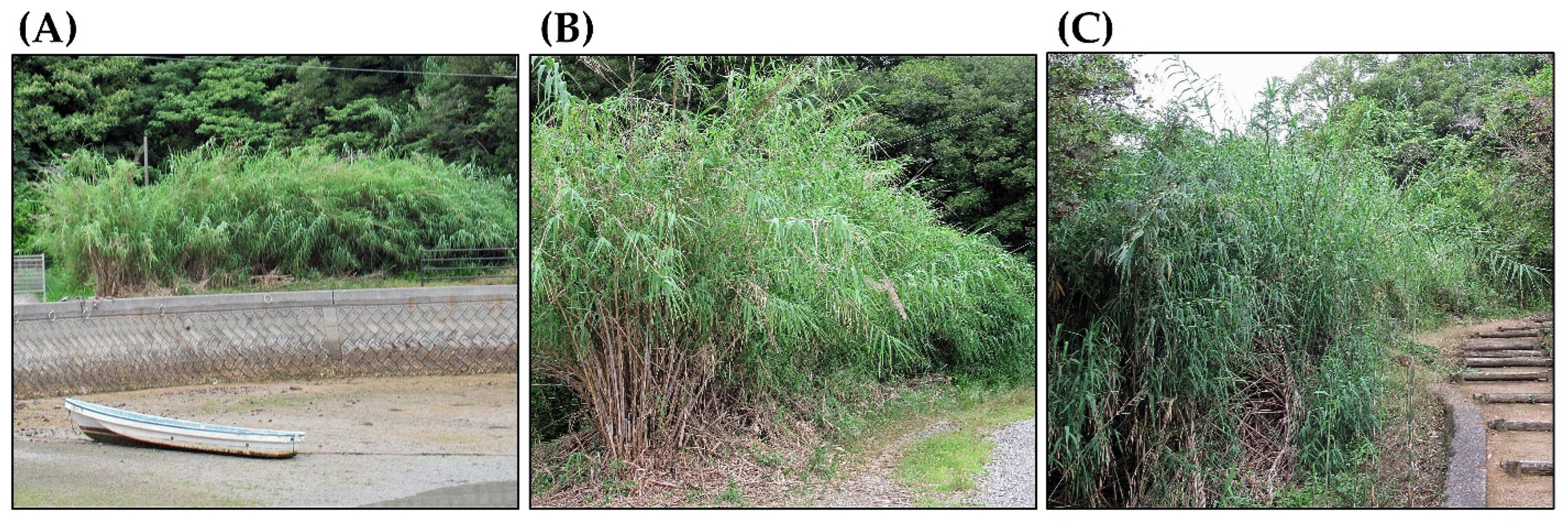 Plants 14 02175 g002