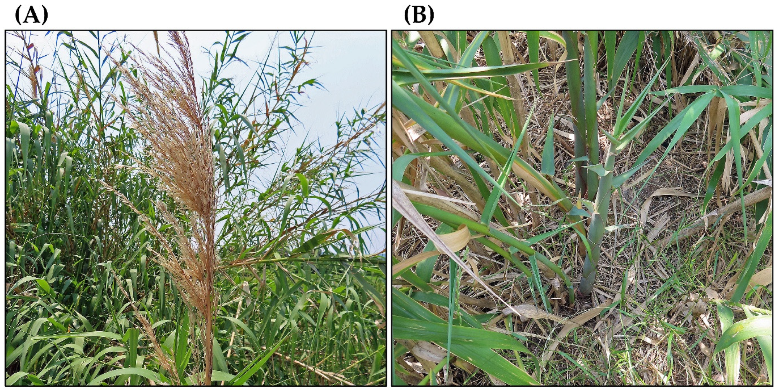 Plants 14 02175 g003