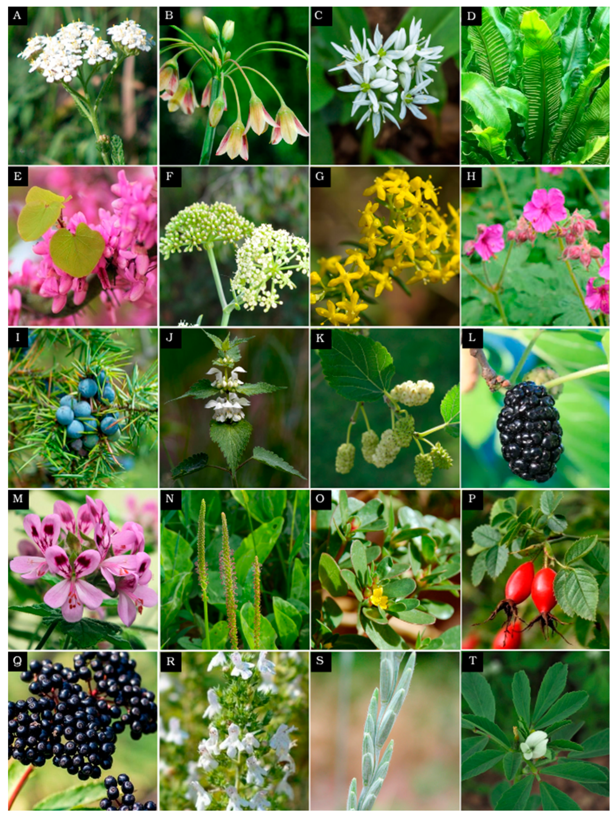 Plants 14 02176 g003 Plants 14 02176 g003