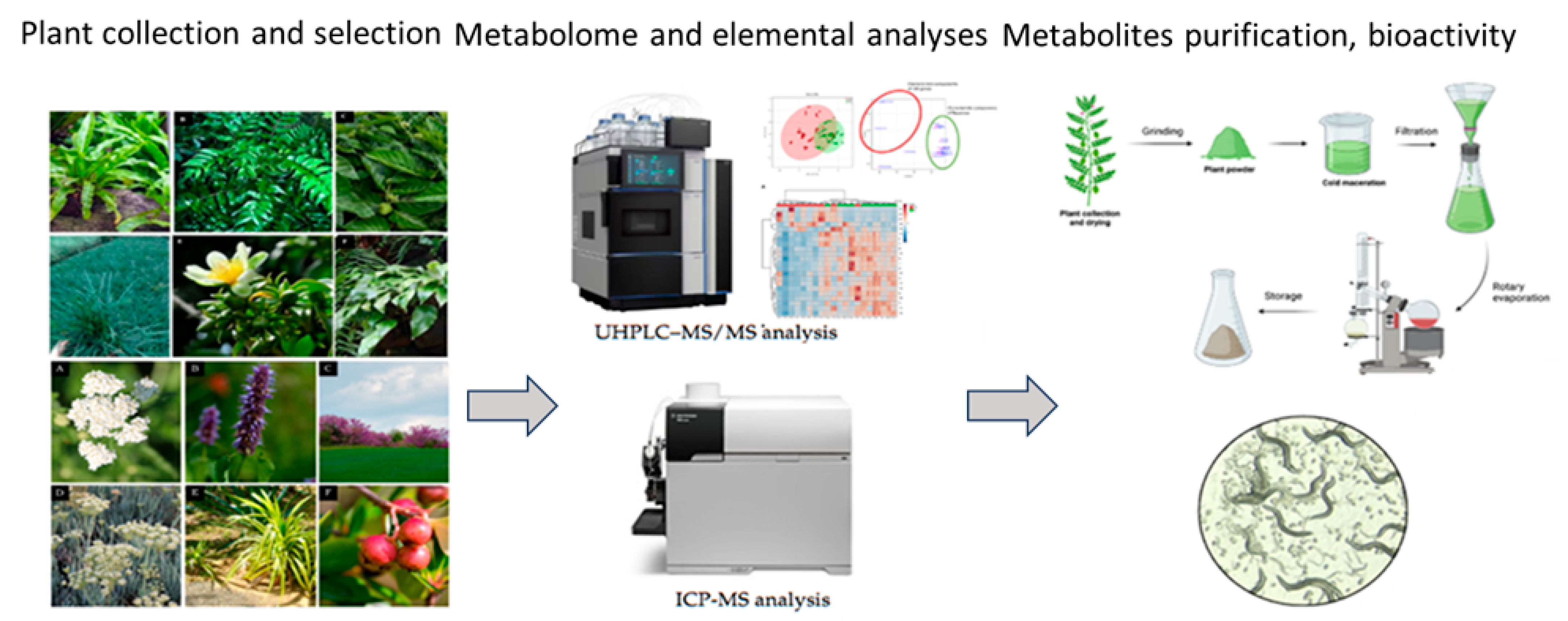 Plants 14 02176 g005 Plants 14 02176 g005