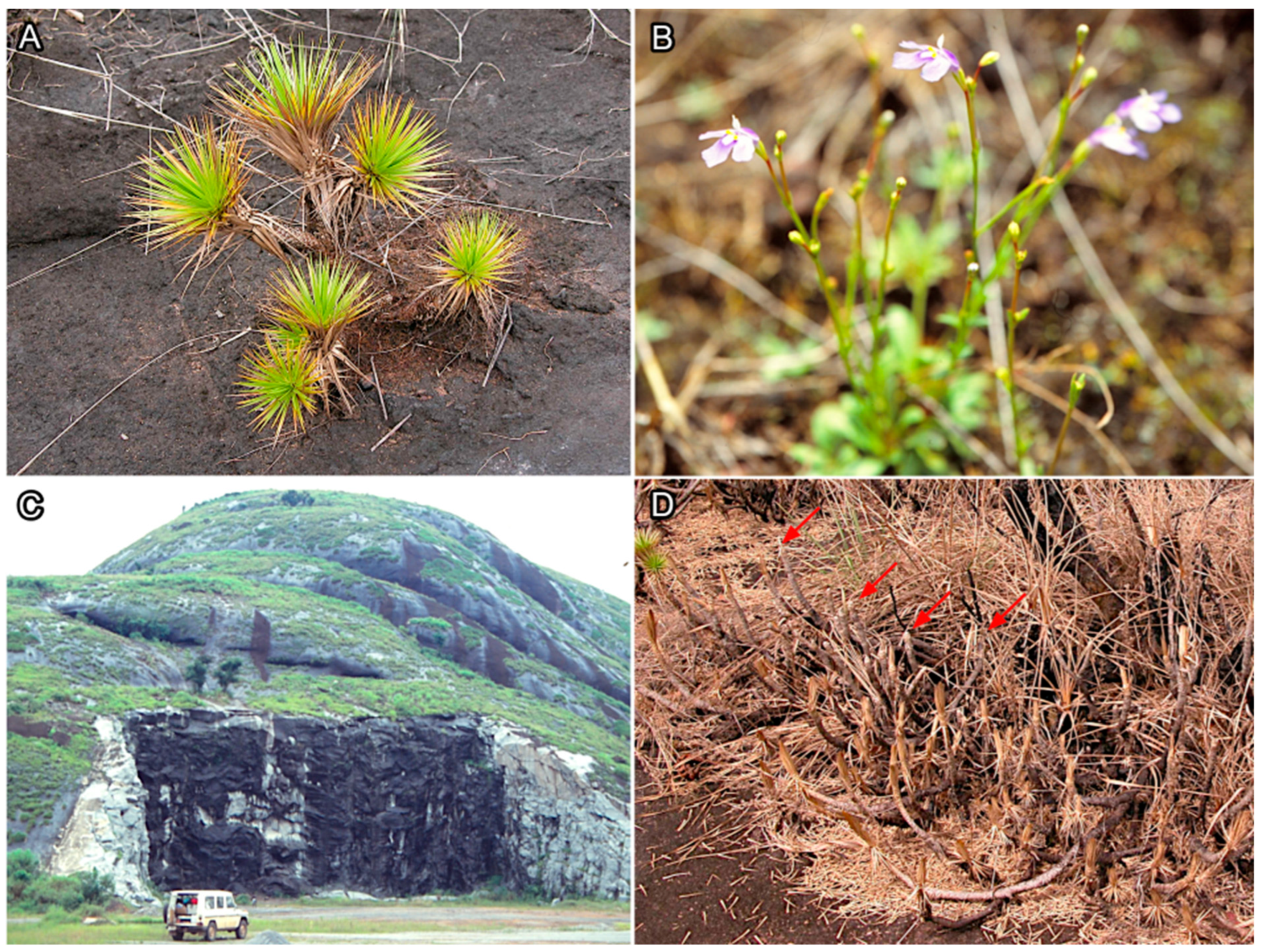 Plants 14 02184 g006