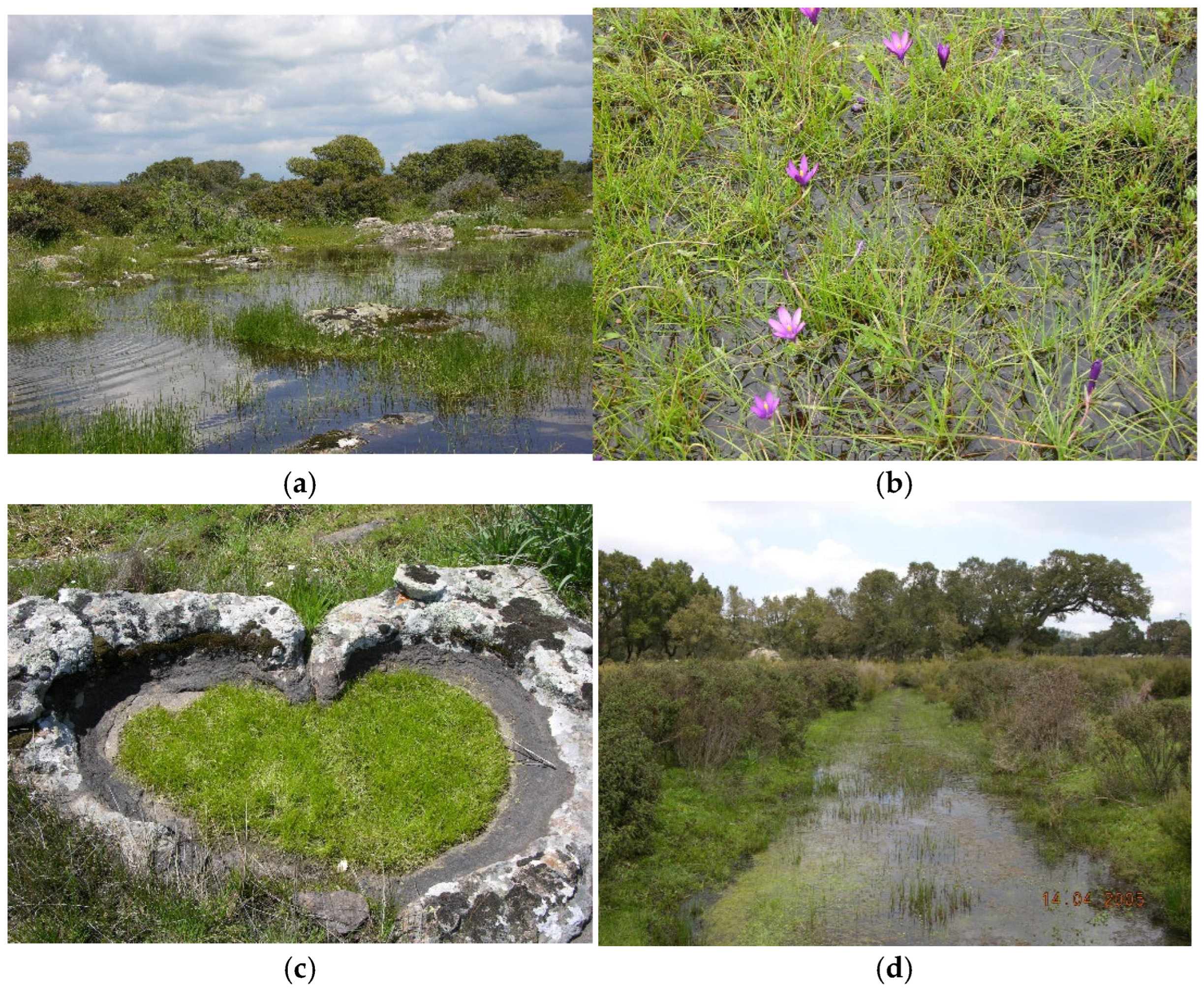 Plants 14 02187 g004