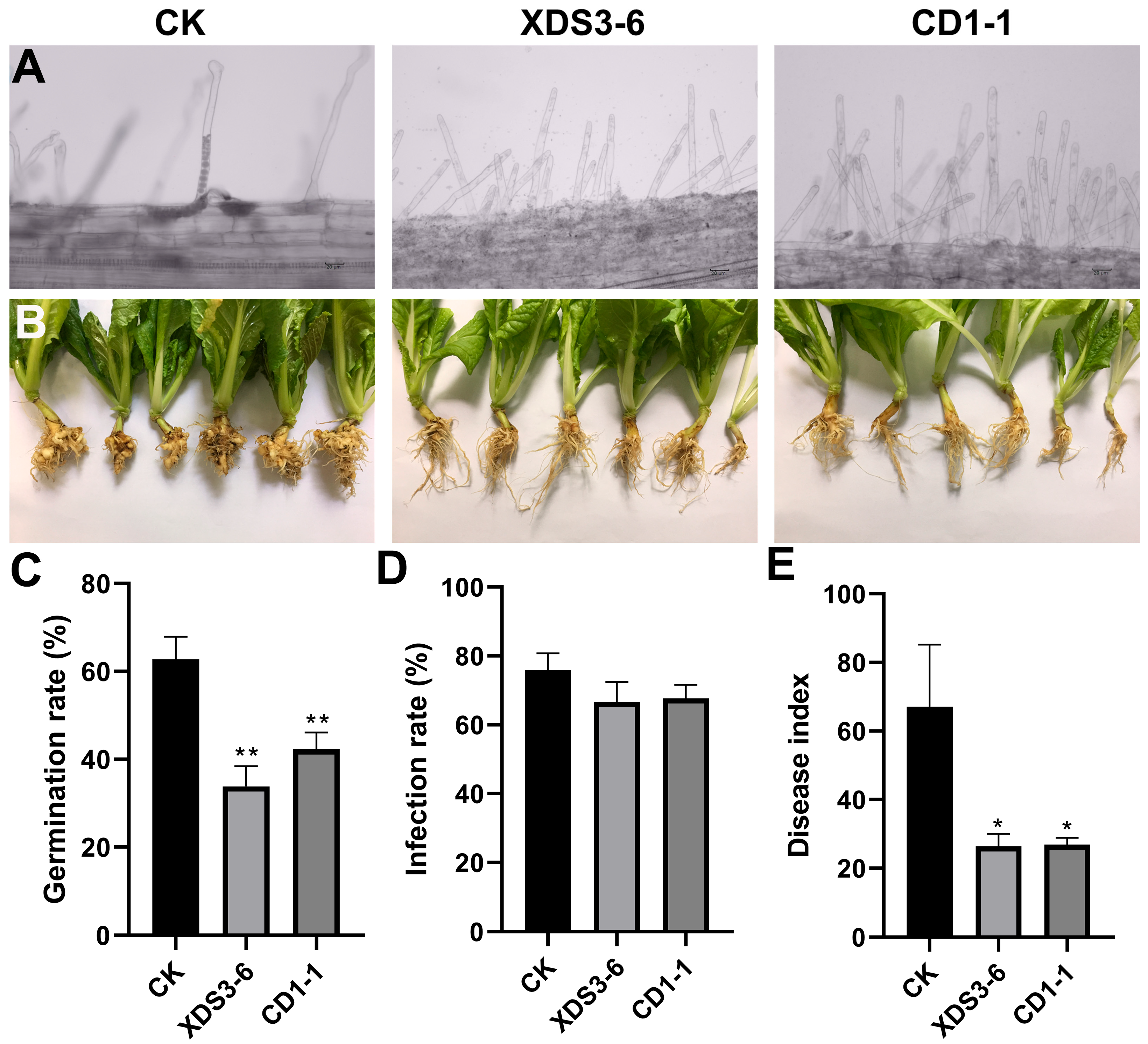 Plants 14 02195 g001