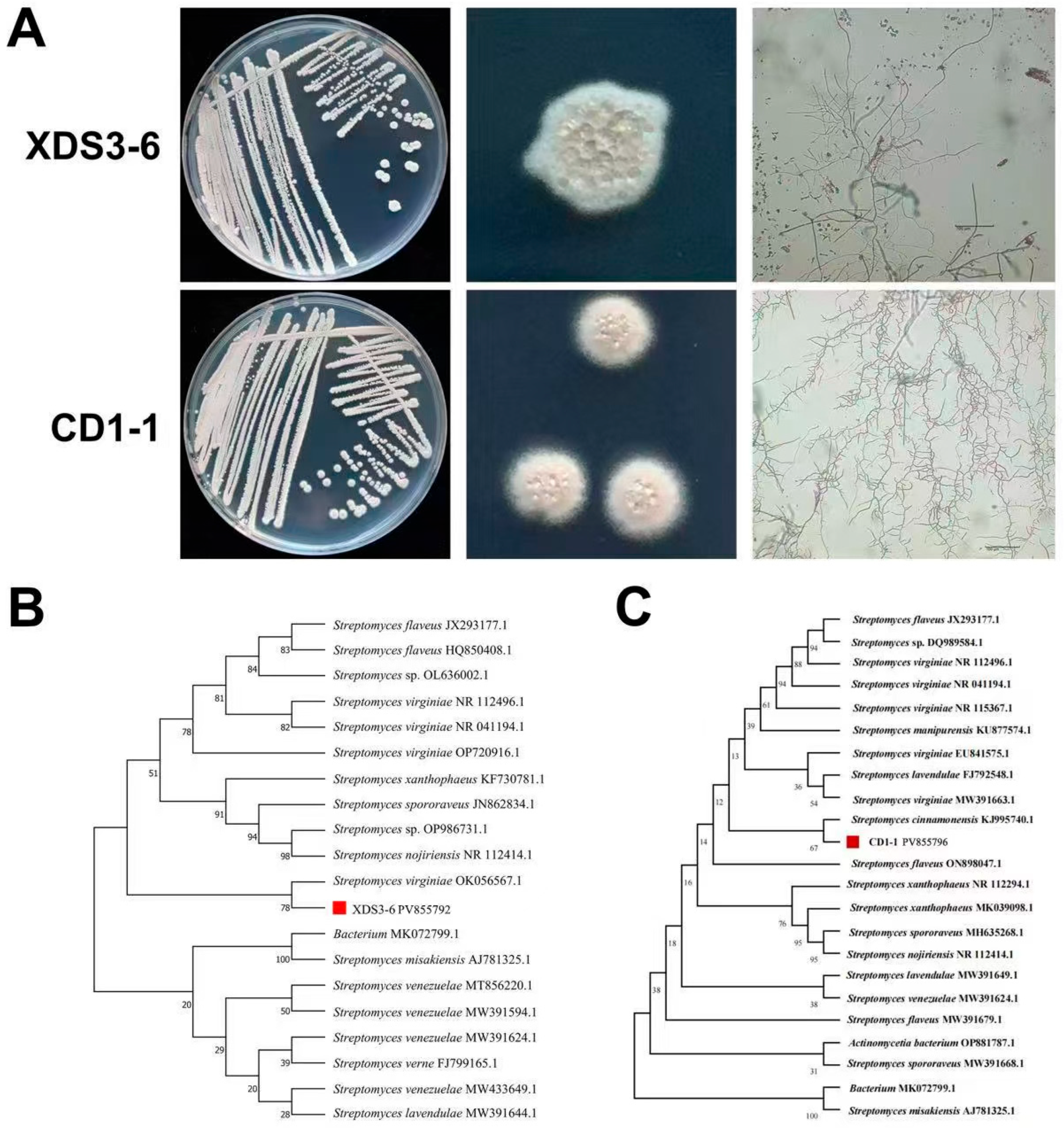 Plants 14 02195 g002