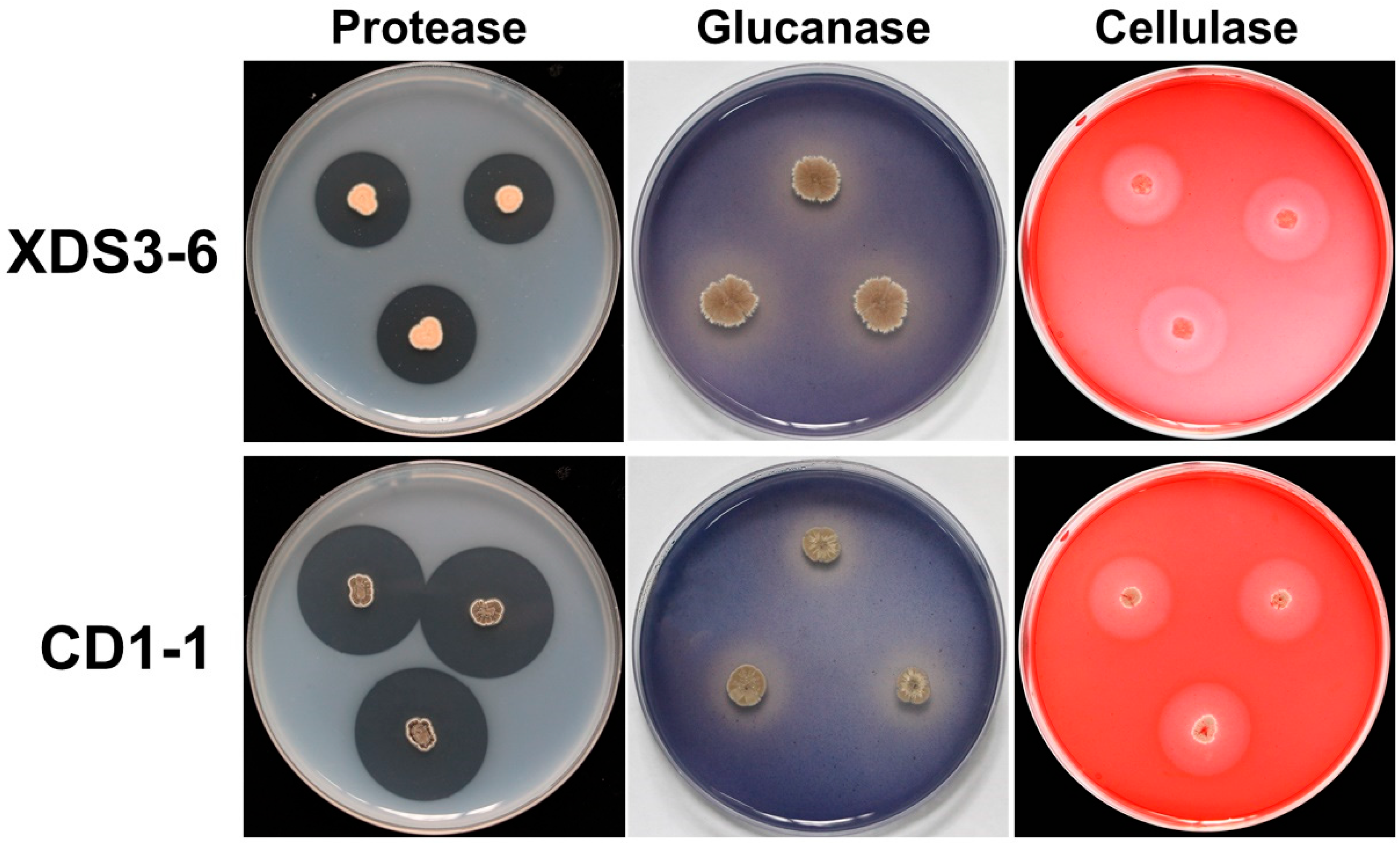 Plants 14 02195 g003