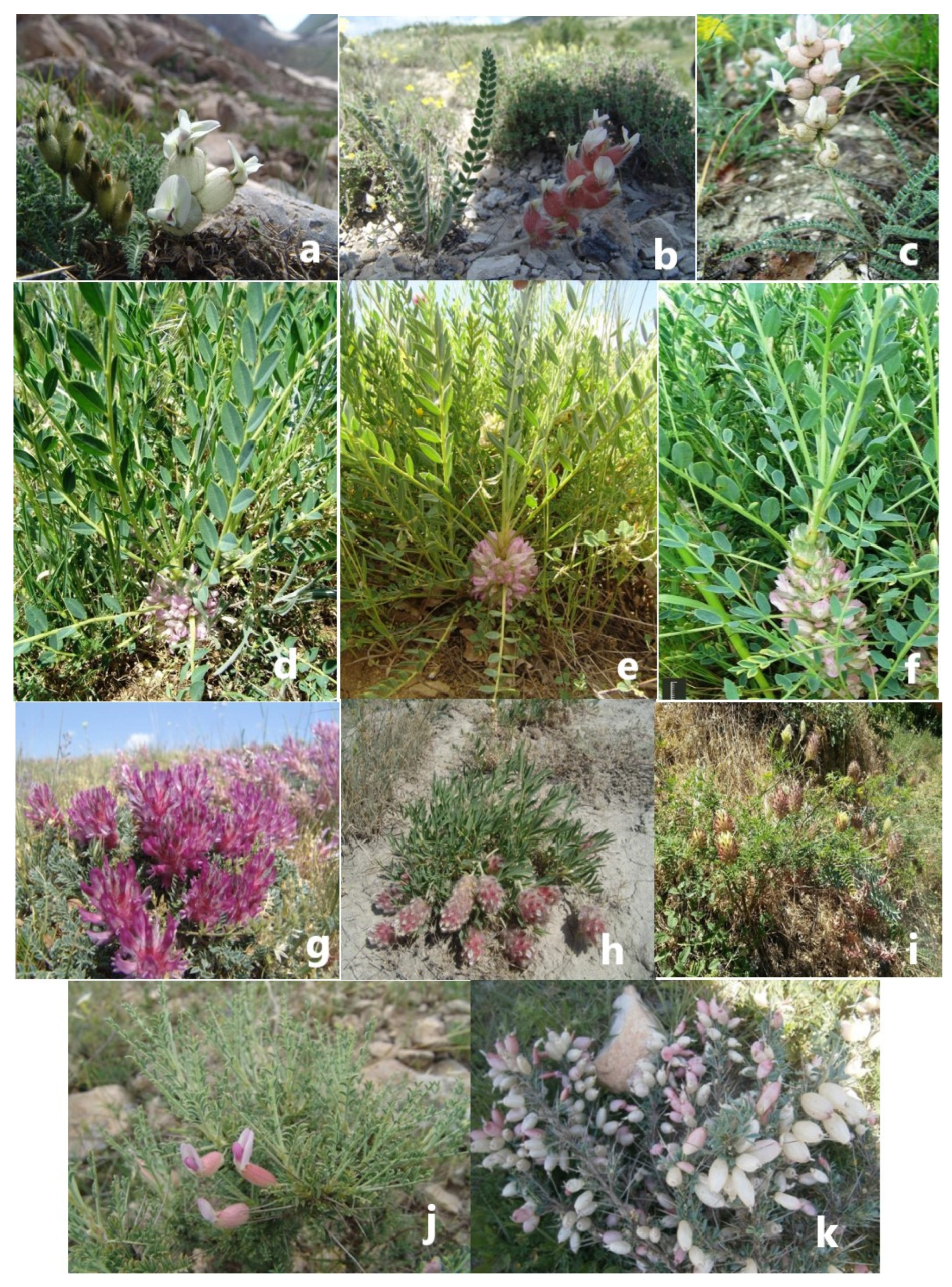 Plants 14 02226 g006