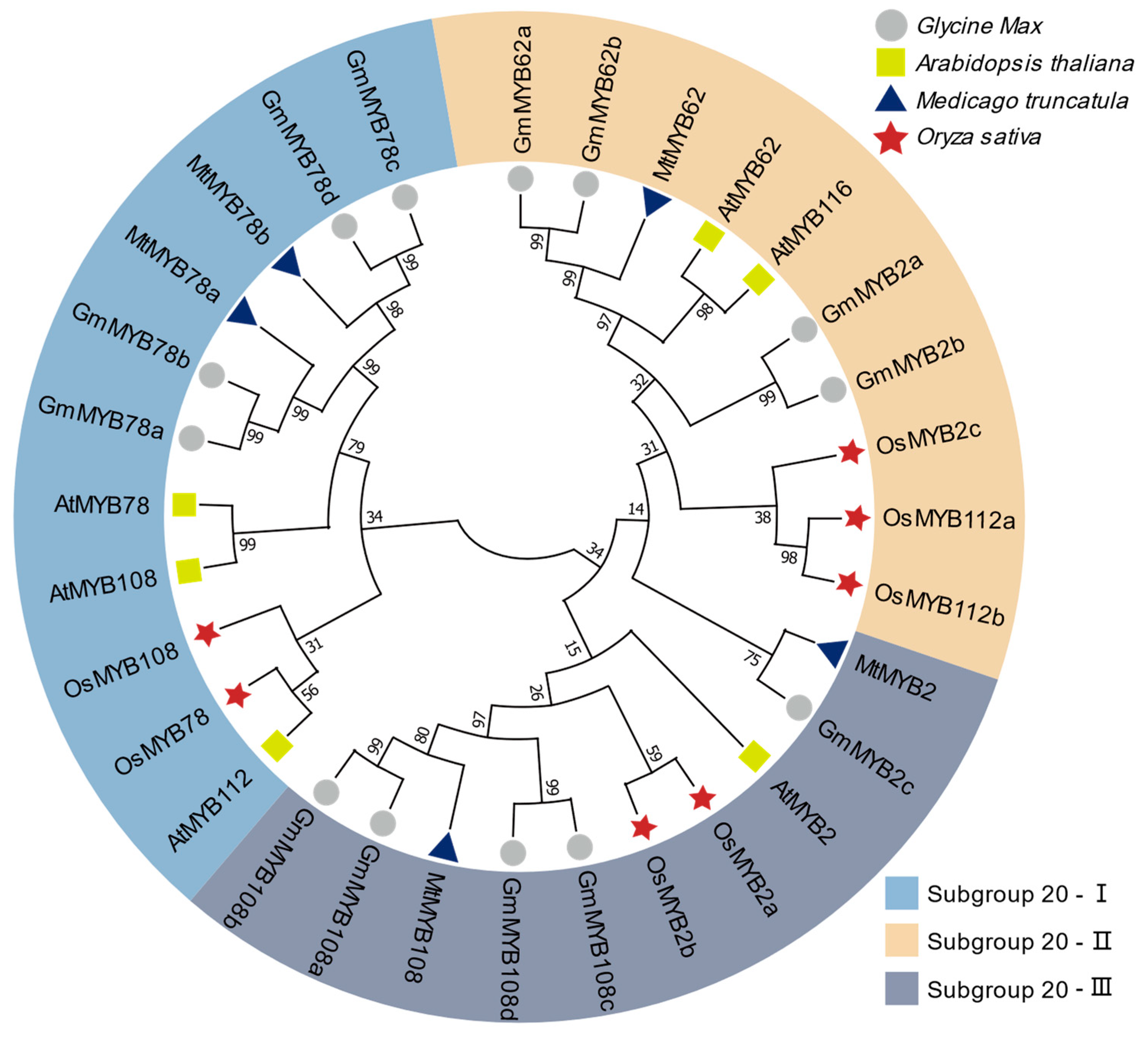 Plants 14 02240 g001