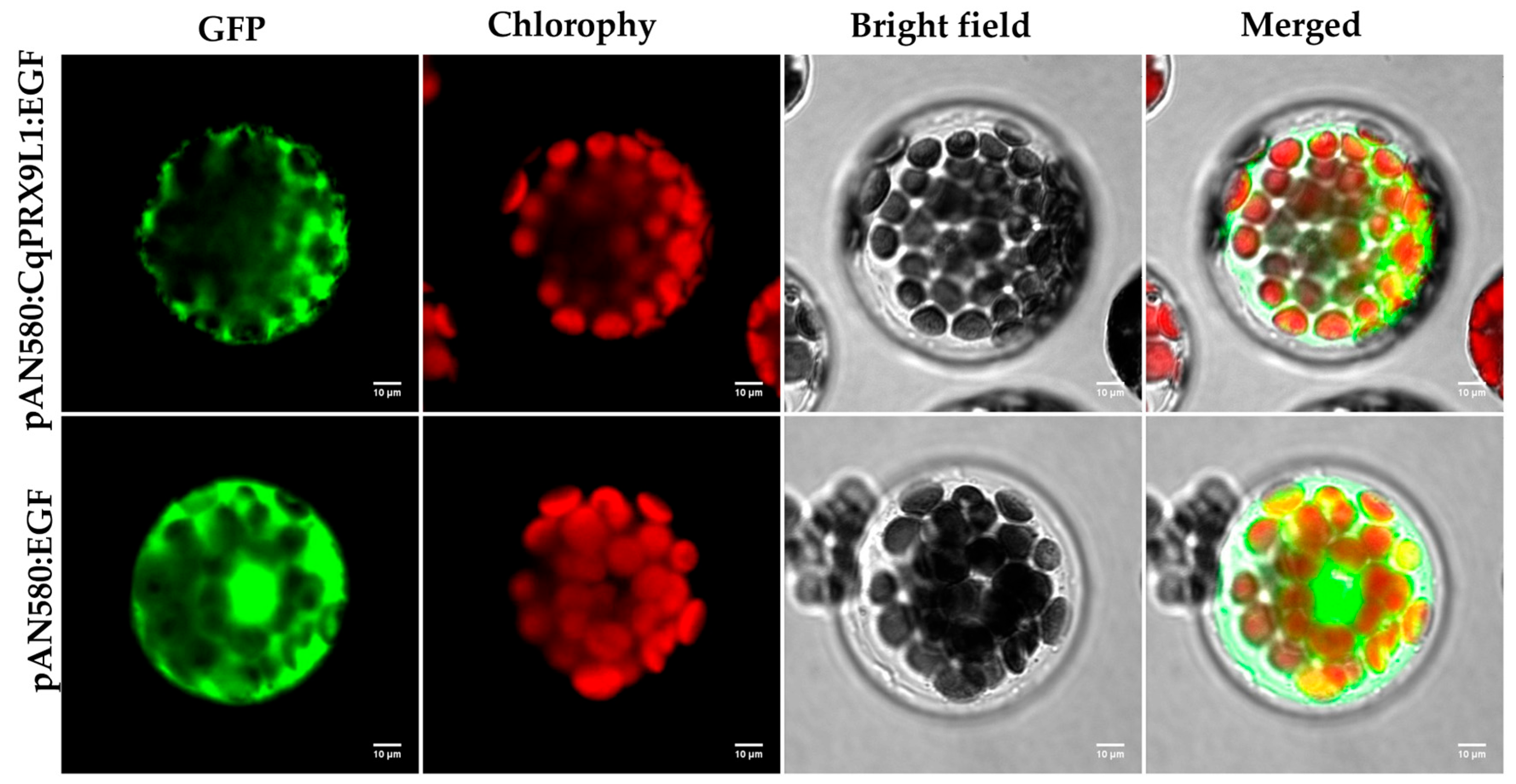 Plants 14 02246 g009