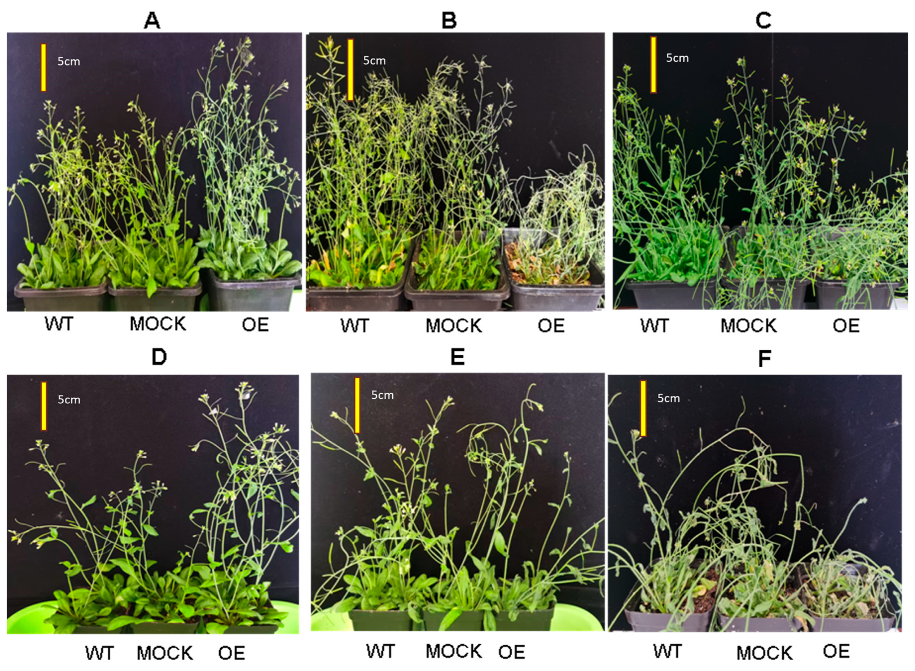 Plants 14 02246 g012