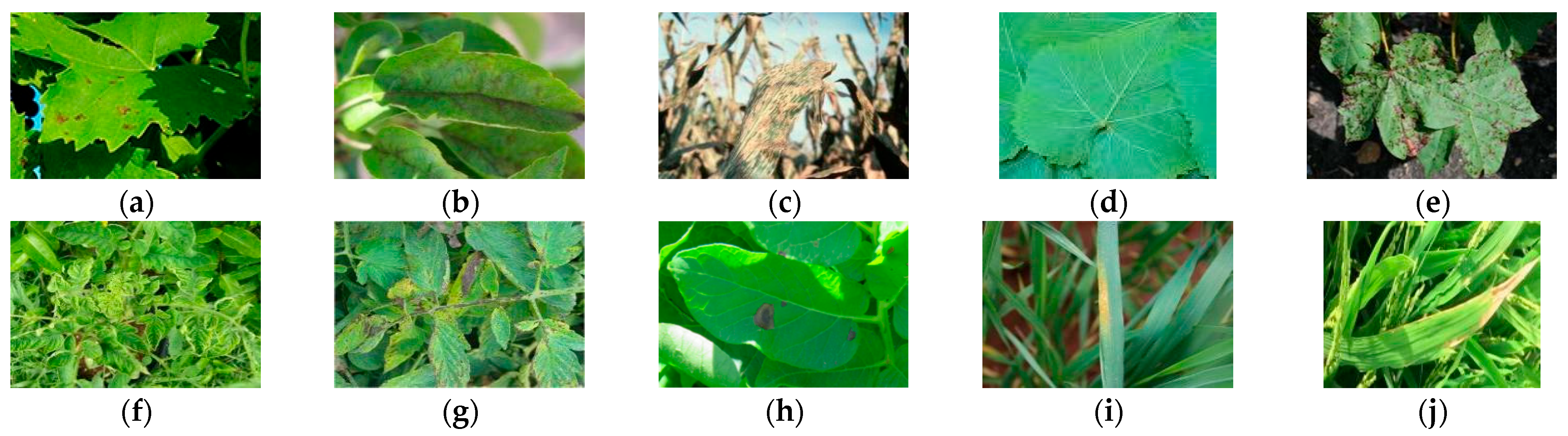 Plants 14 02252 g001