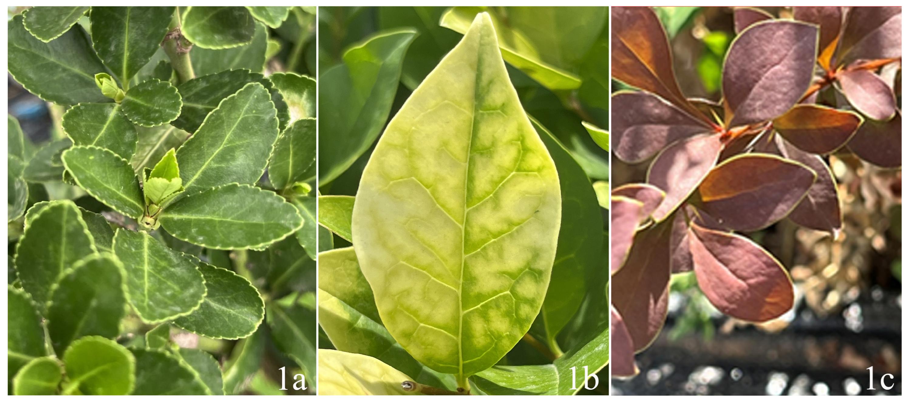 Plants 14 02253 g006