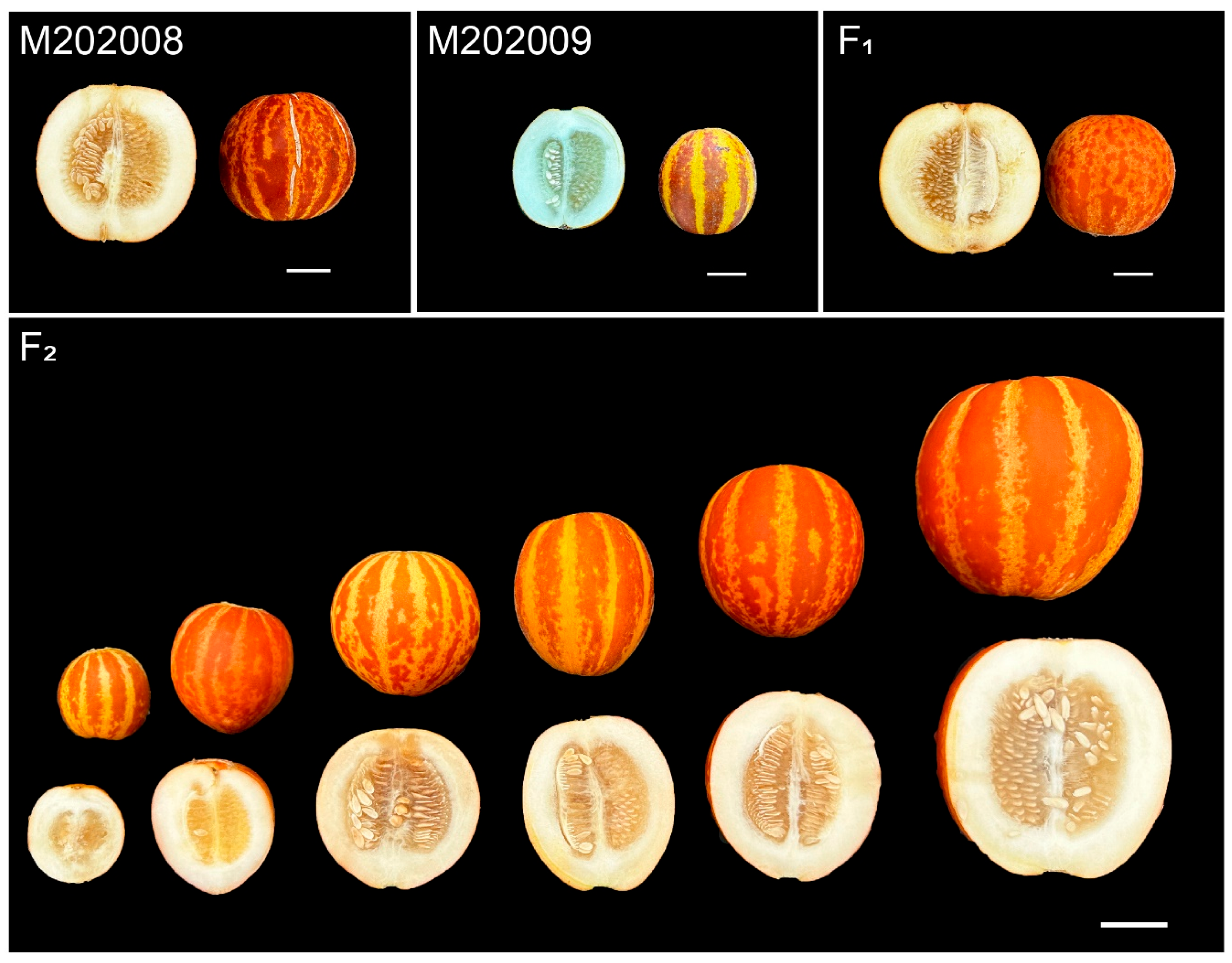 Plants 14 02254 g001