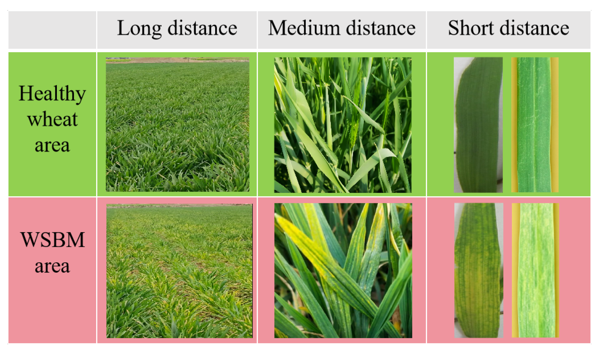 Plants 14 02260 g001