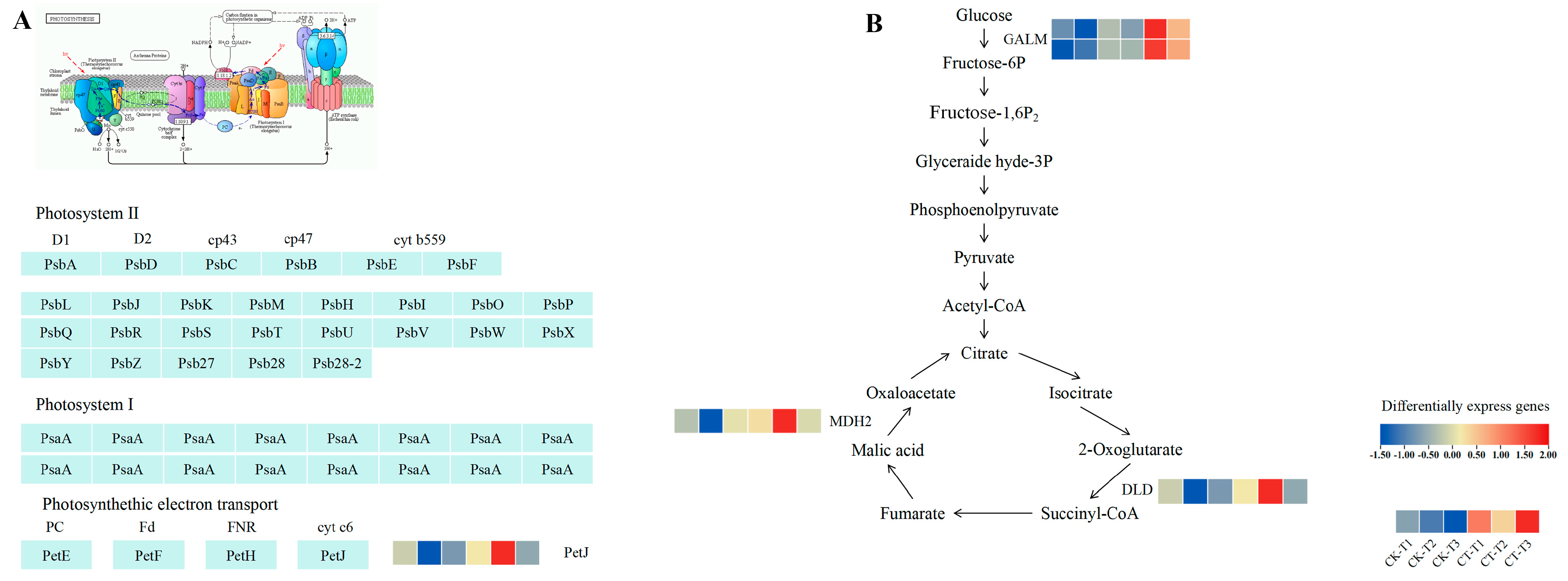Plants 14 02269 g007 Plants 14 02269 g007