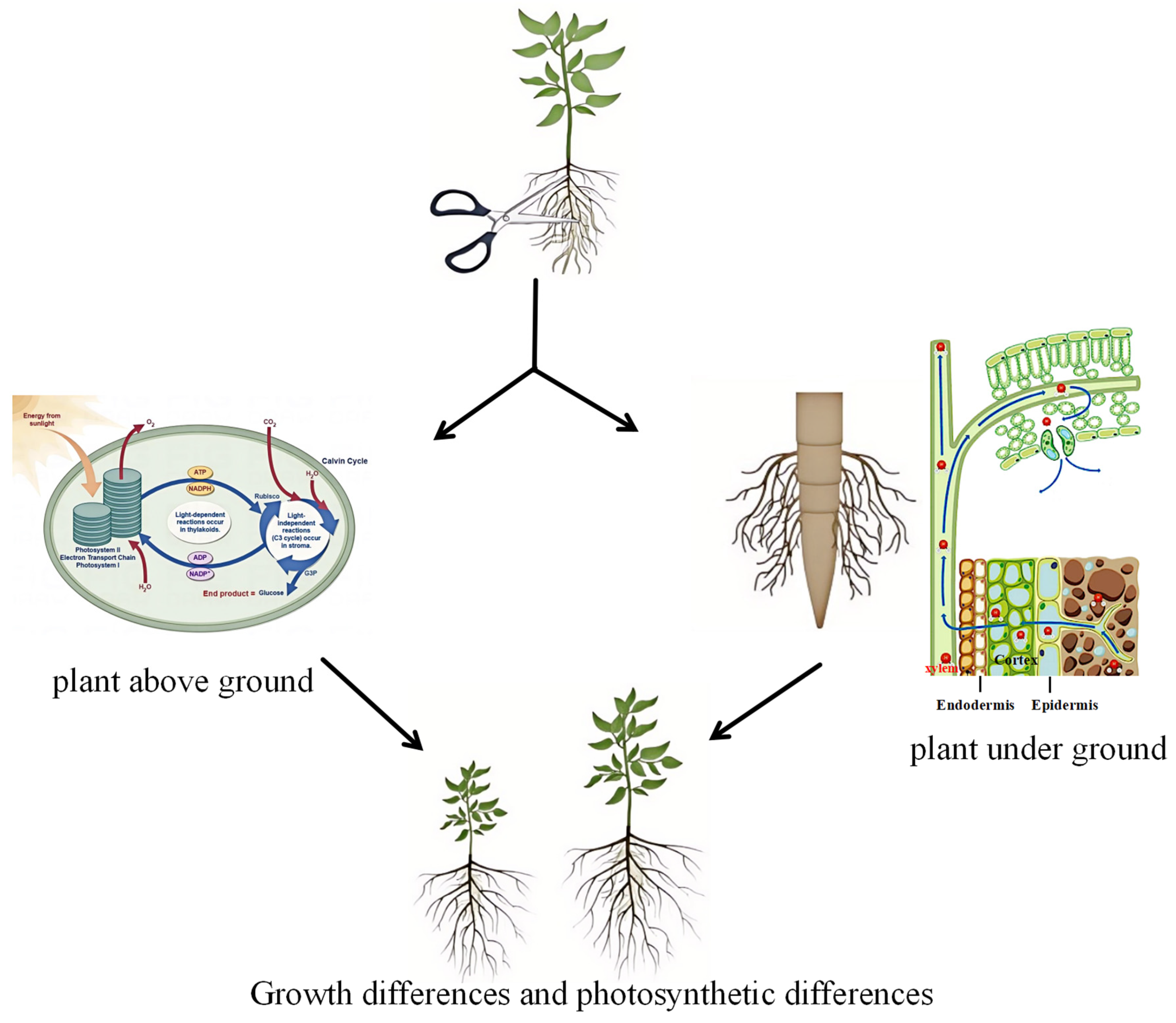 Plants 14 02269 g009 Plants 14 02269 g009