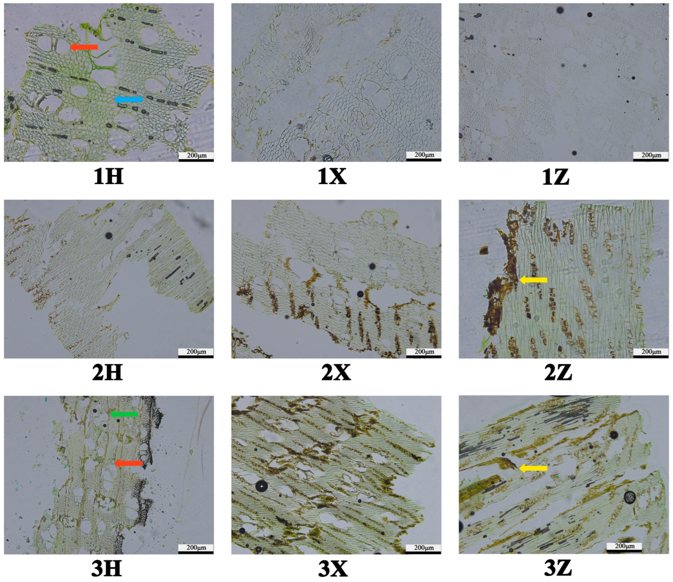 Plants 14 02272 g007