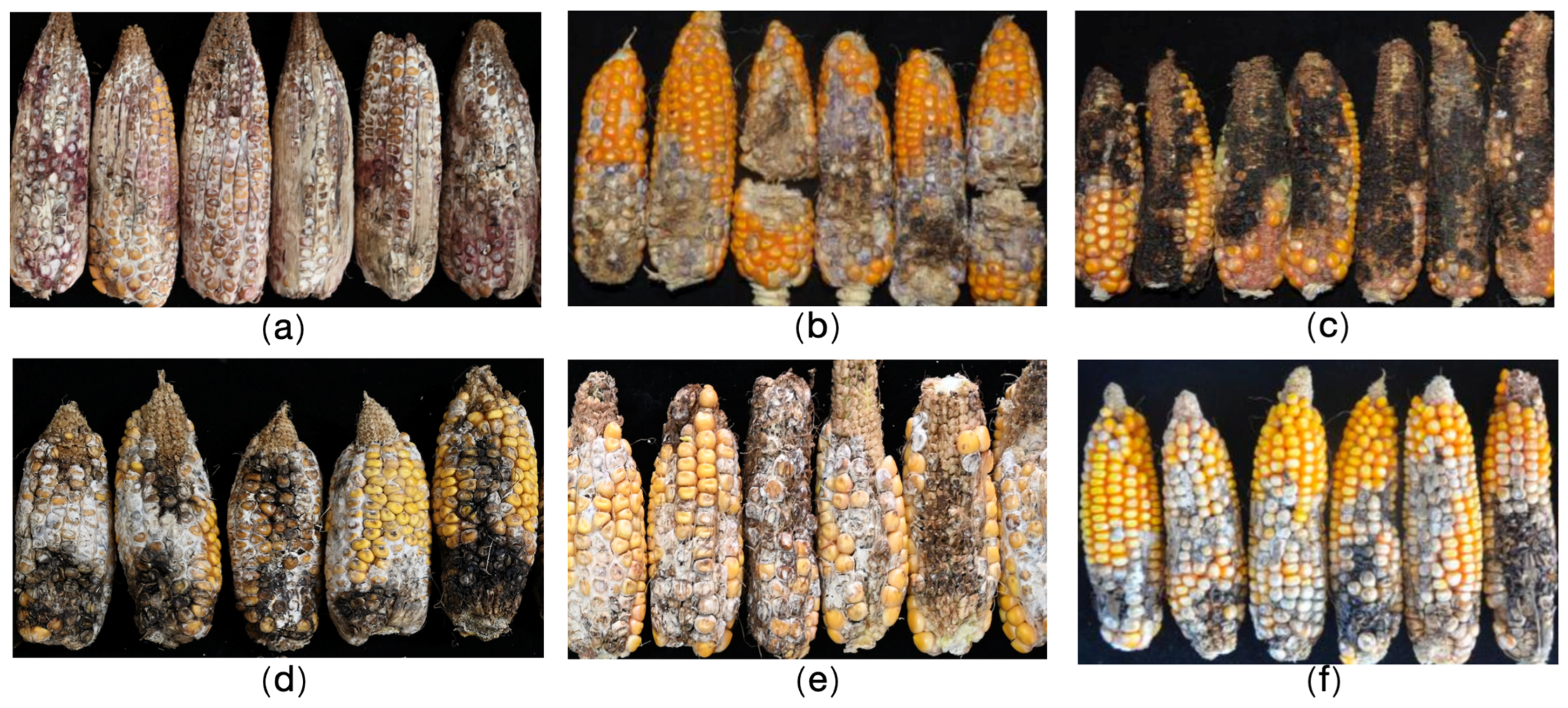 Plants 14 02280 g001