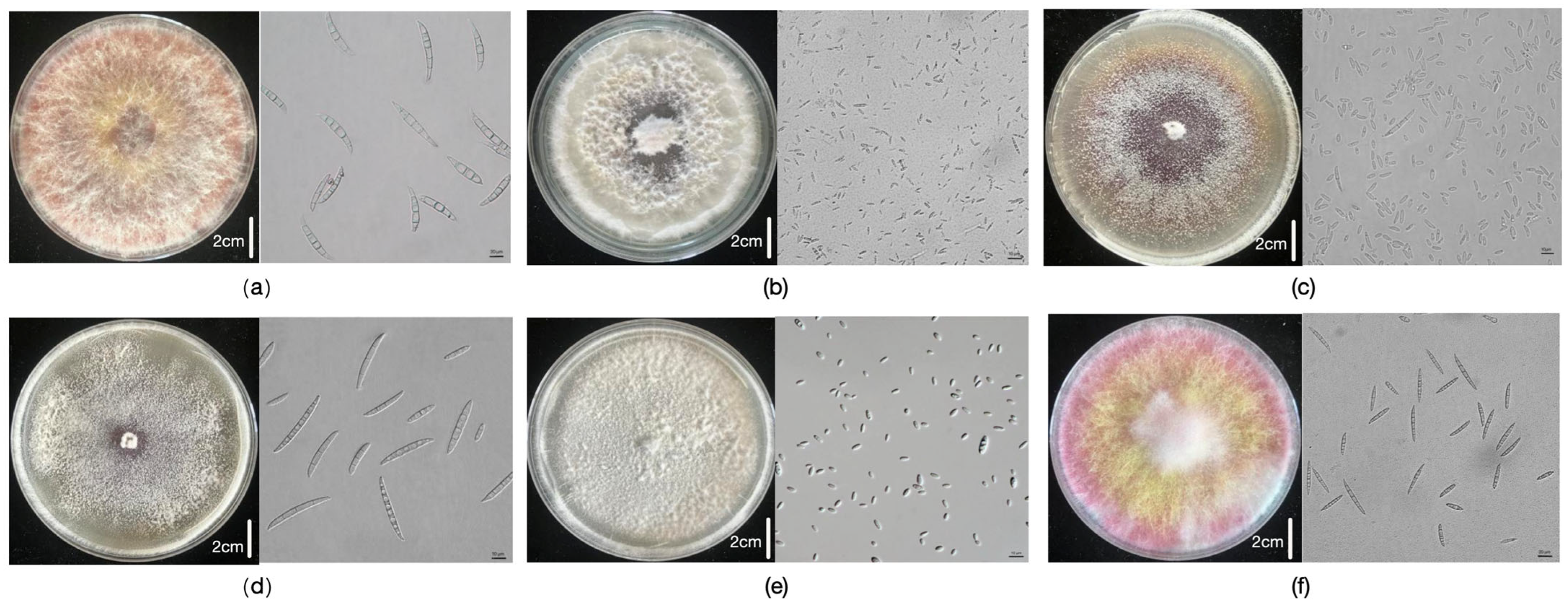 Plants 14 02280 g009