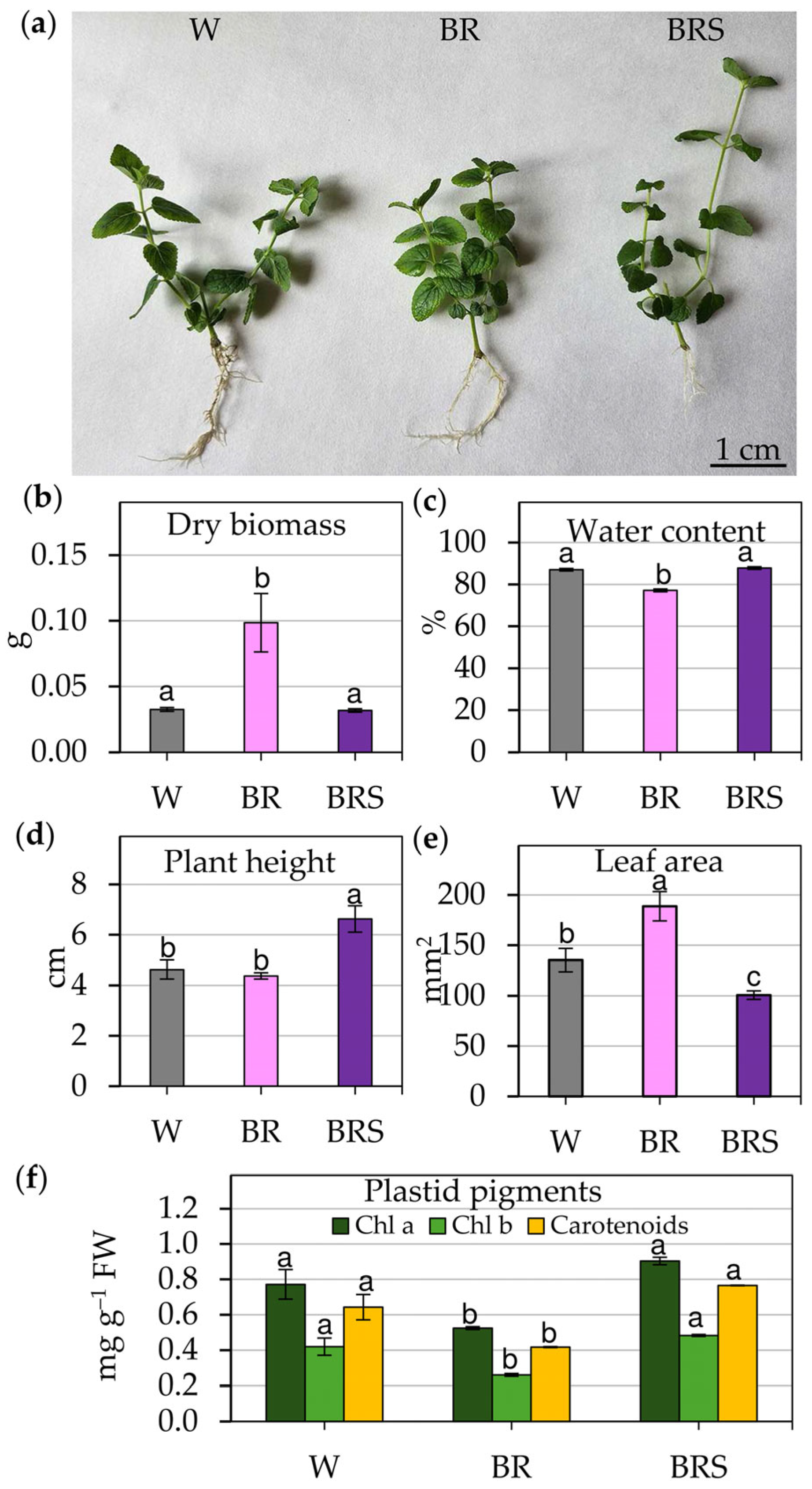 Plants 14 02285 g001
