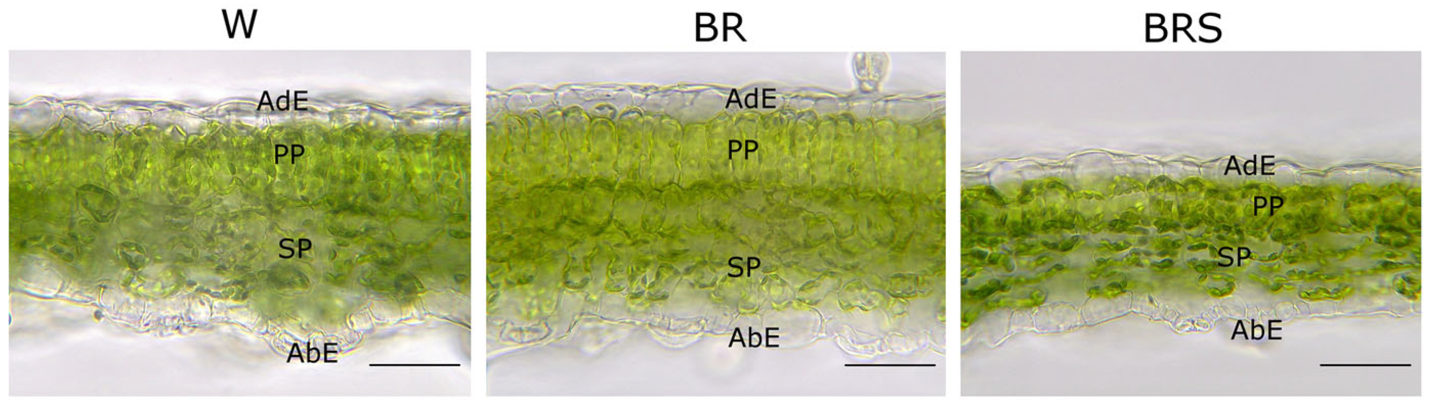 Plants 14 02285 g004