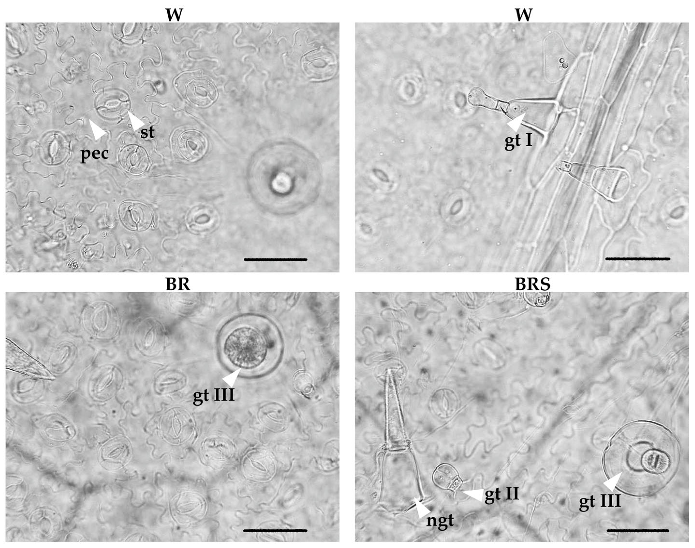 Plants 14 02285 g005