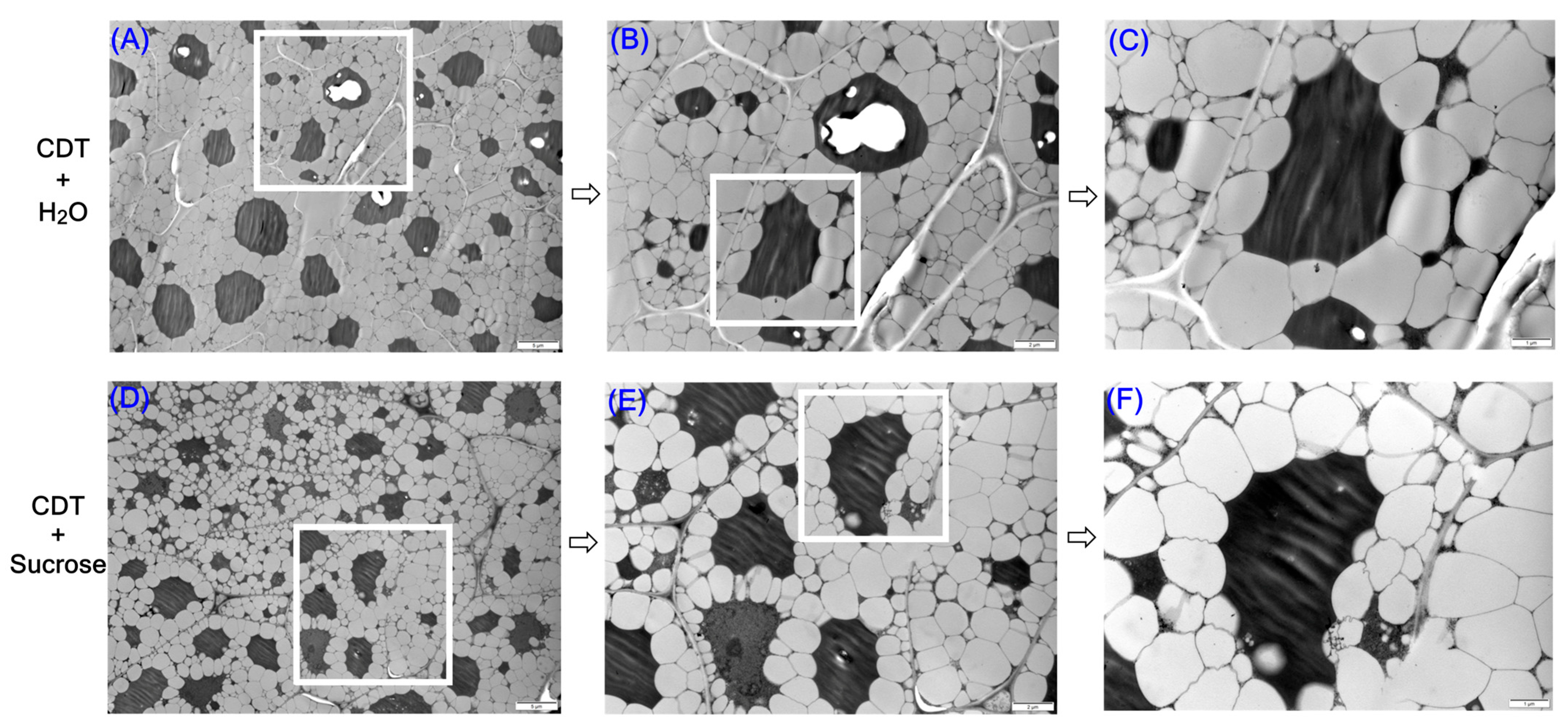 Plants 14 02301 g008