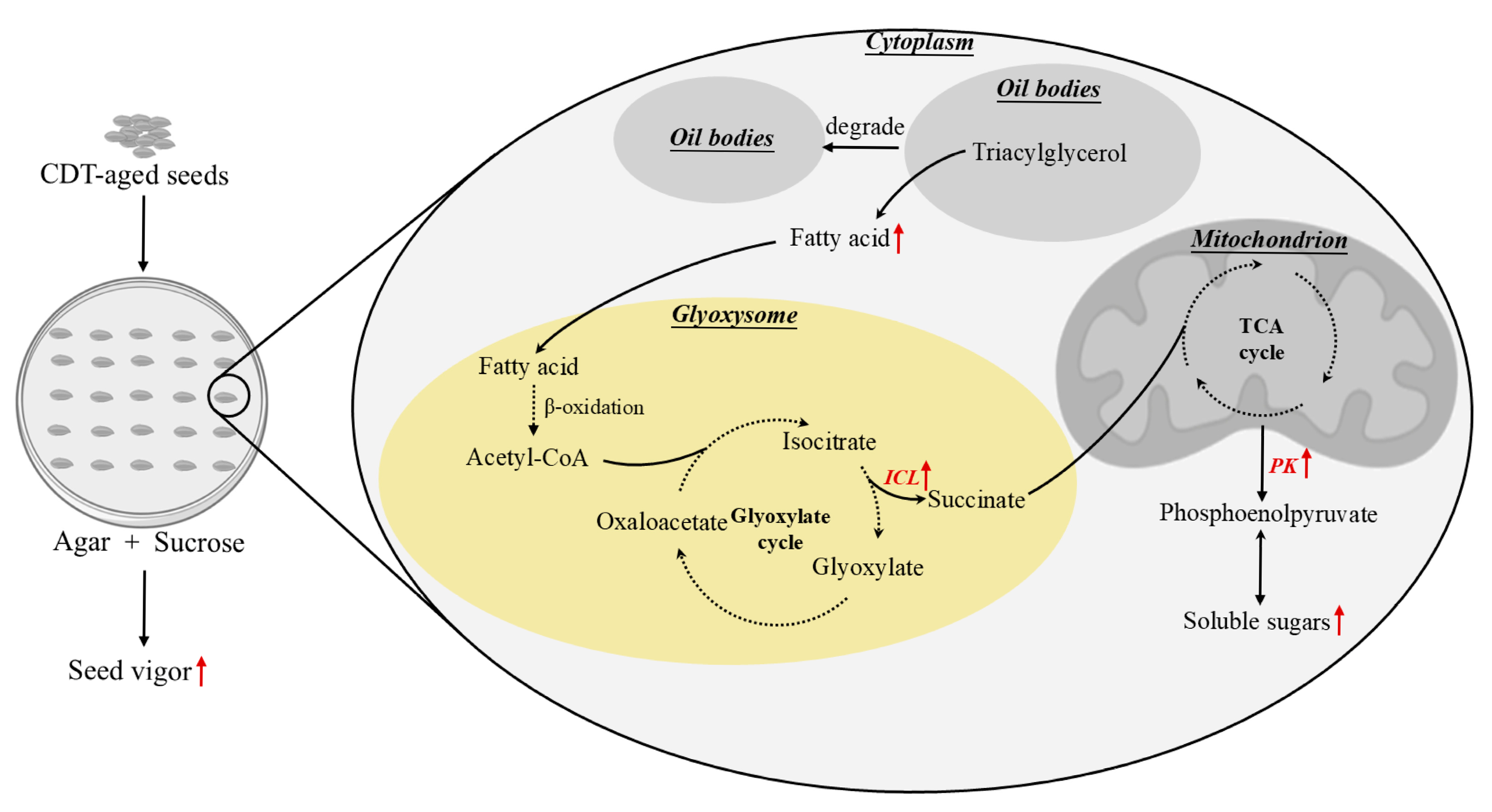 Plants 14 02301 g009