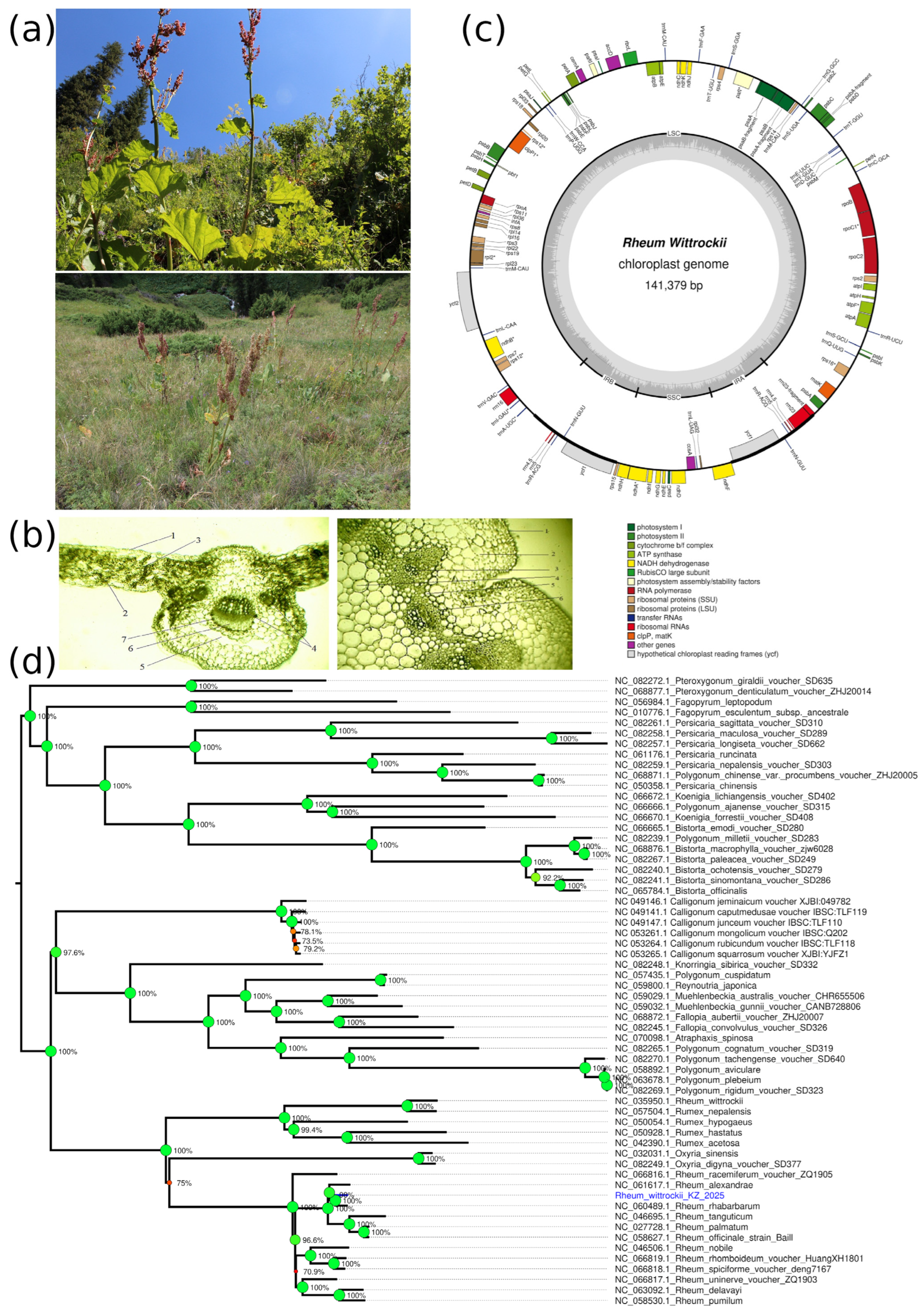 Plants 14 02305 g004