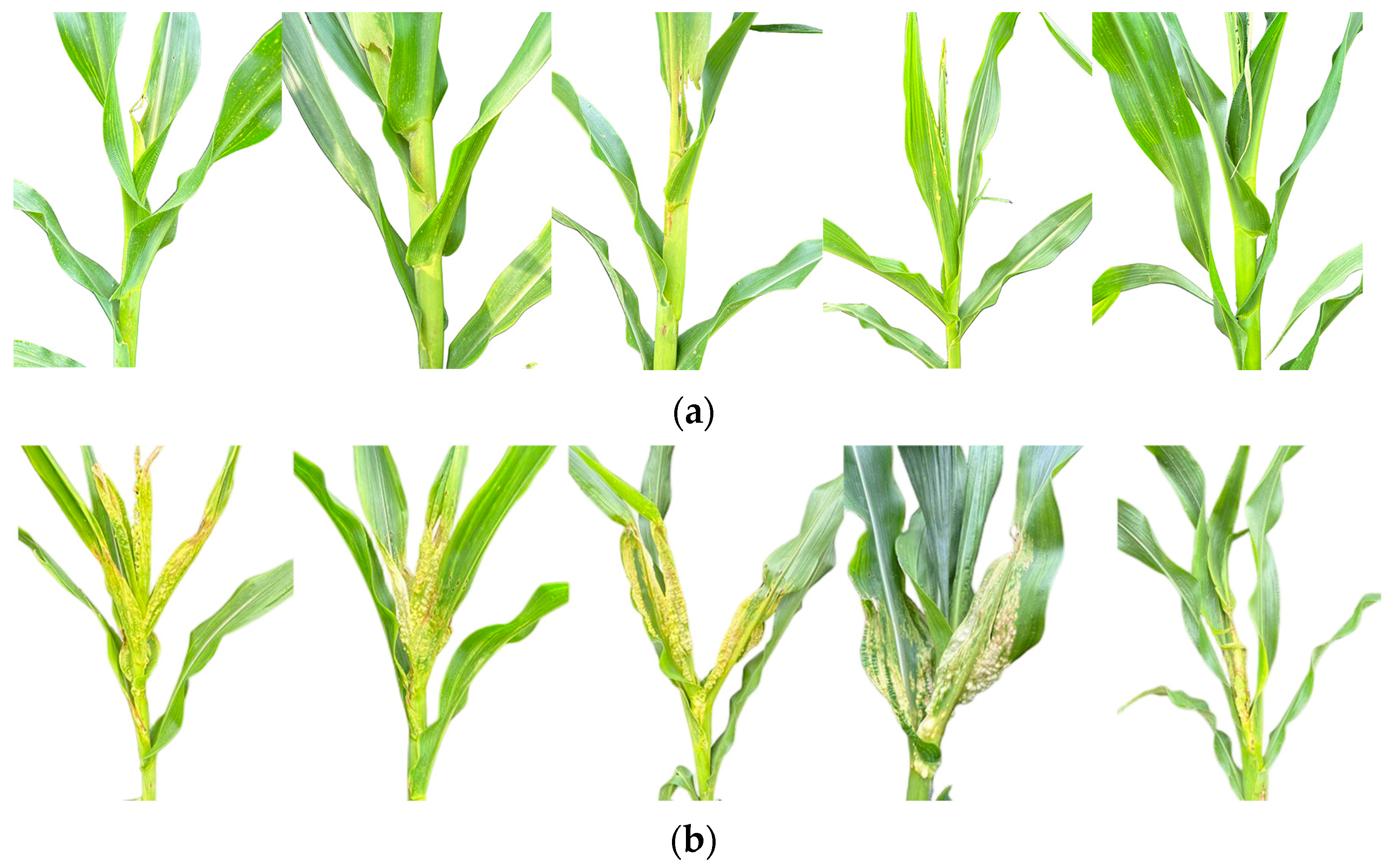 Plants 14 02315 g009