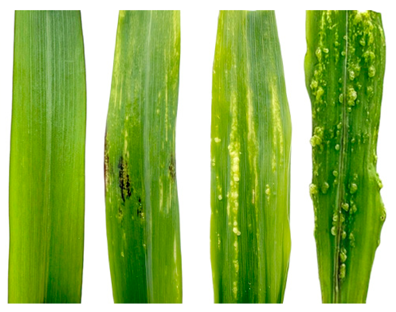 Plants 14 02315 g011