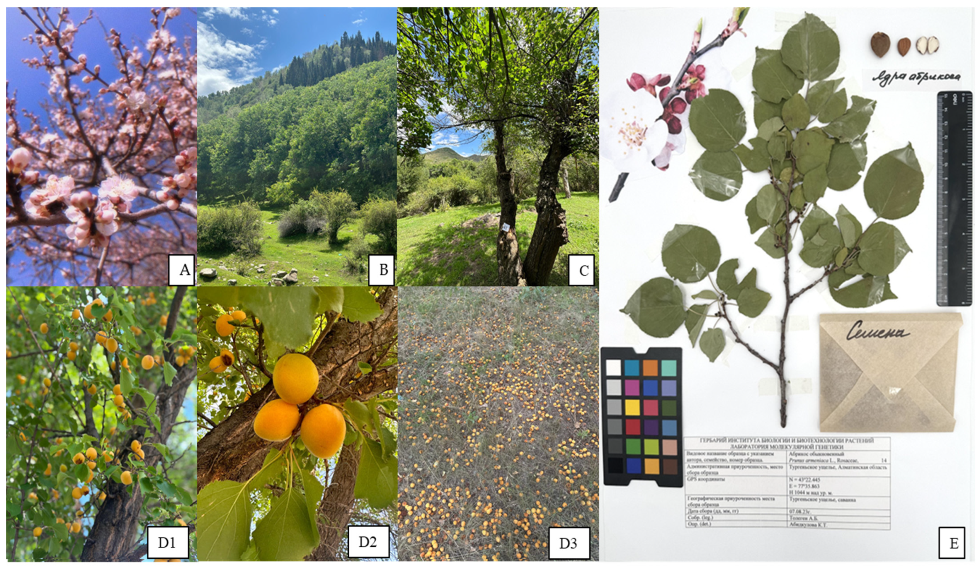 Plants 14 02333 g005