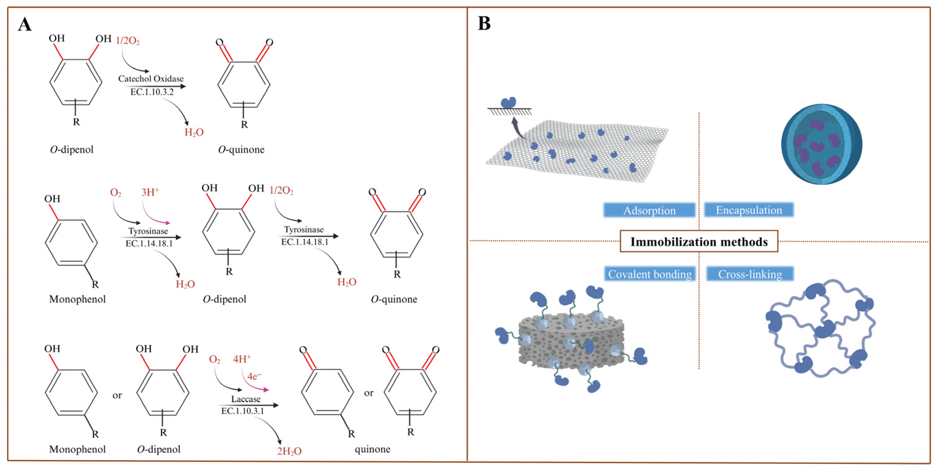 Plants 14 02335 g001