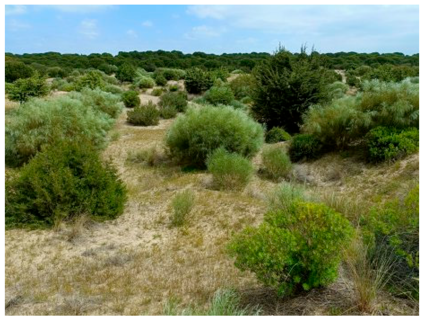 Plants 14 02342 g0a1