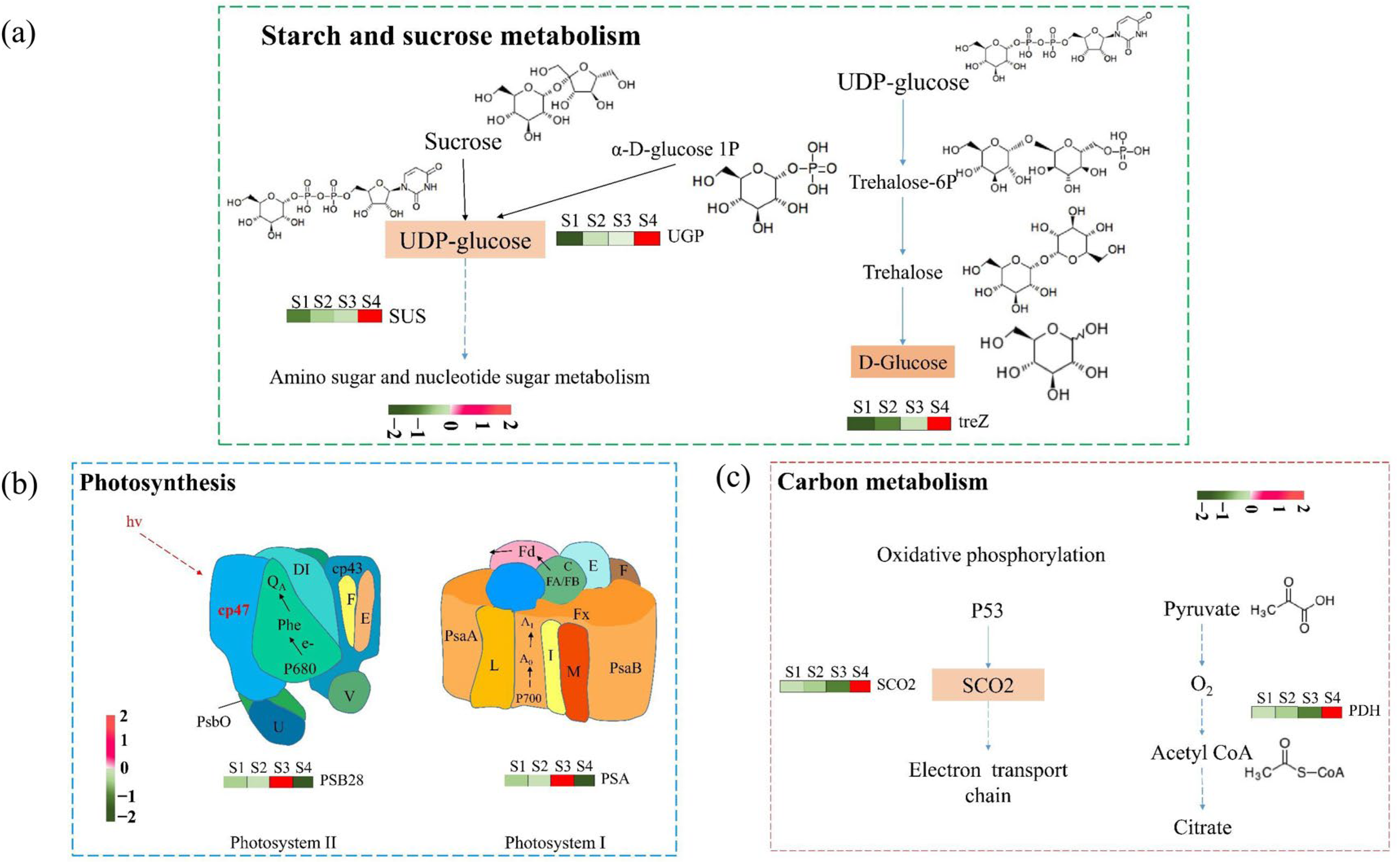 Plants 14 02345 g005