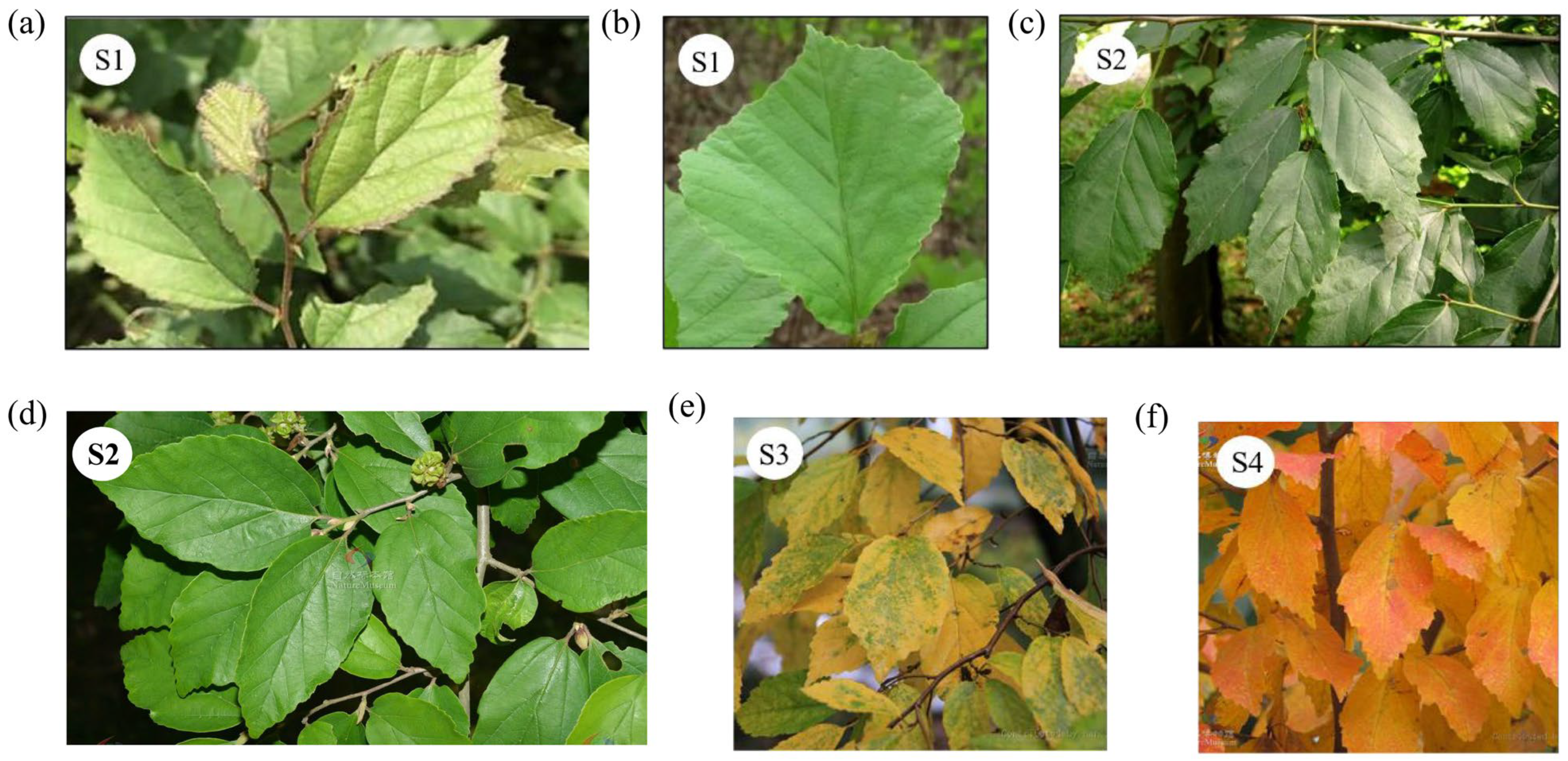 Plants 14 02345 g011