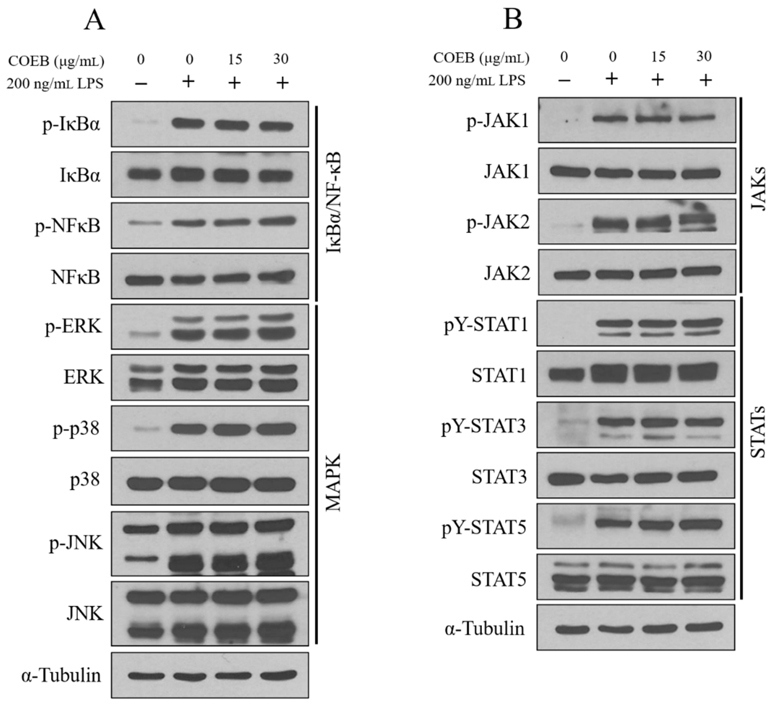 Plants 14 02346 g005