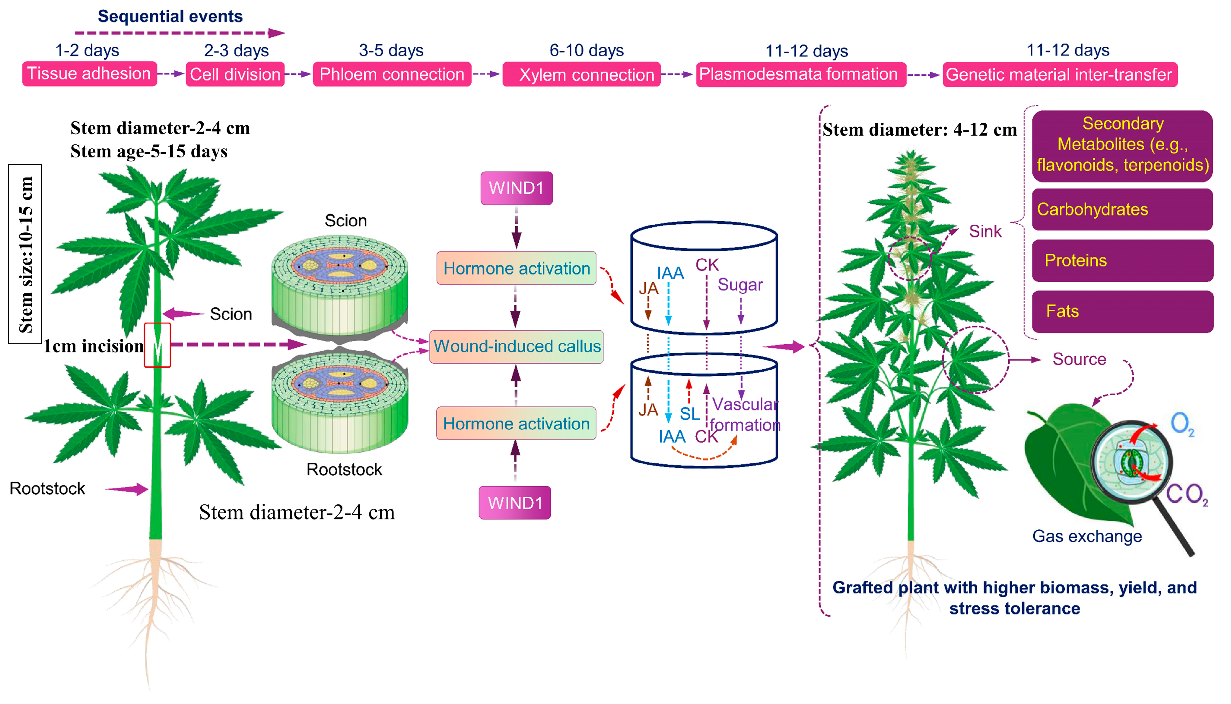 Plants 14 02347 g001