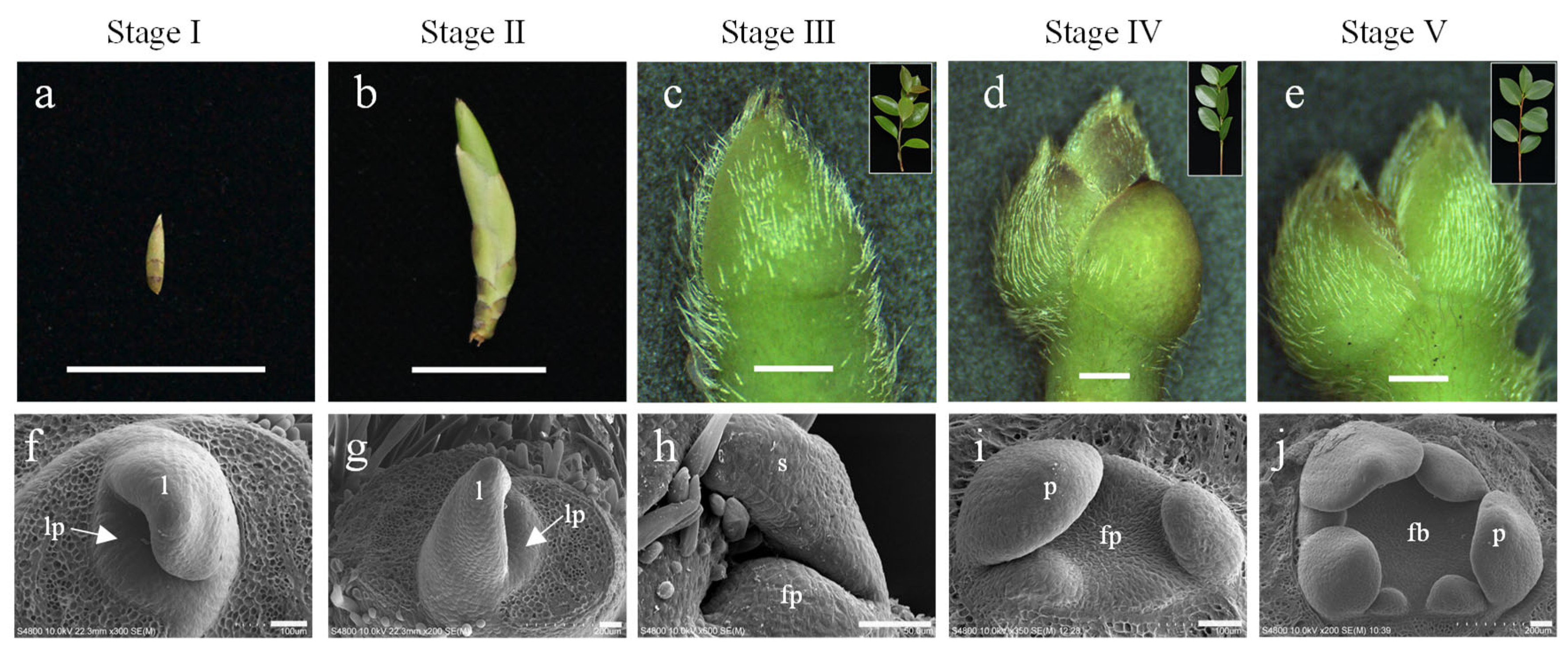Plants 14 02348 g001