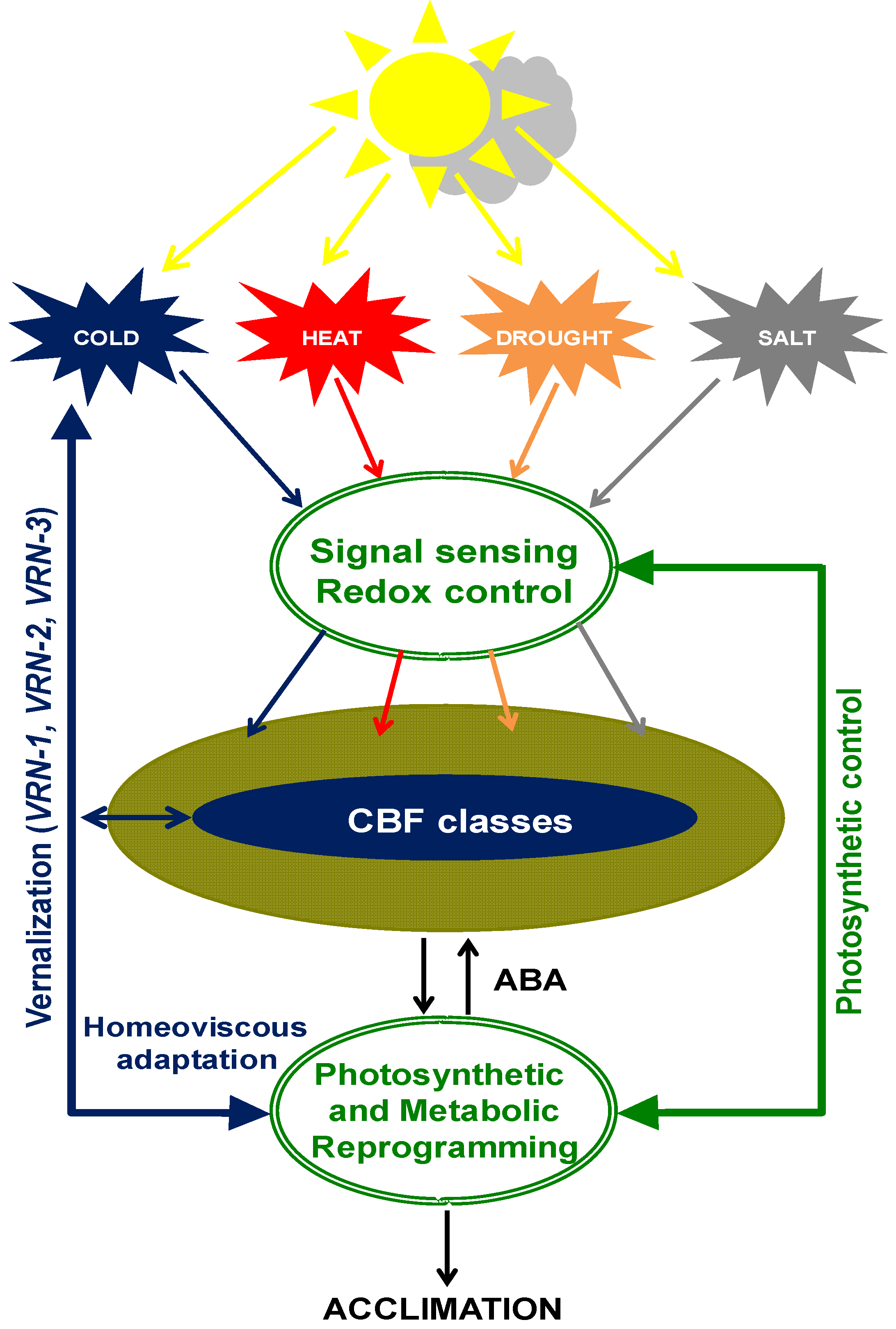 Plants 14 02357 g003 Plants 14 02357 g003