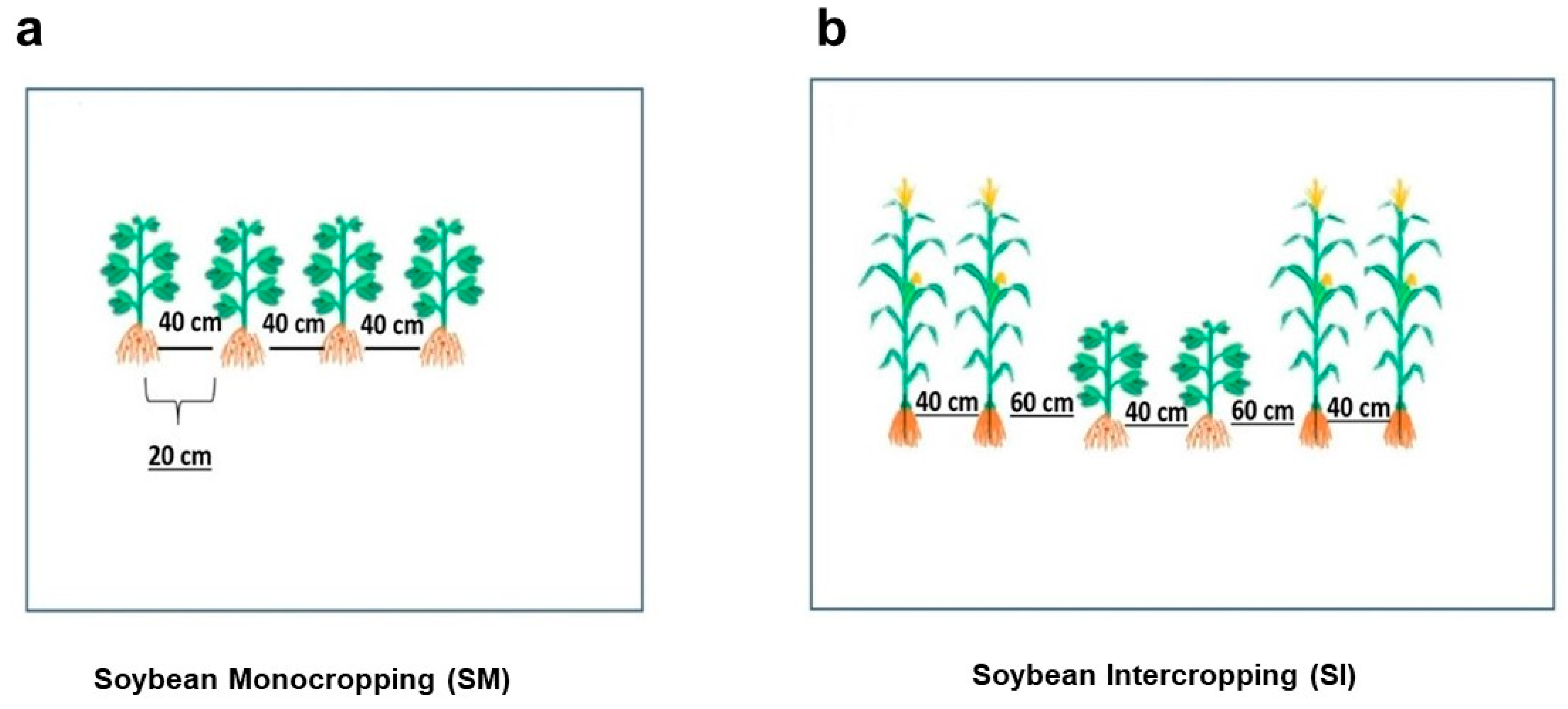 Plants 14 02359 g001