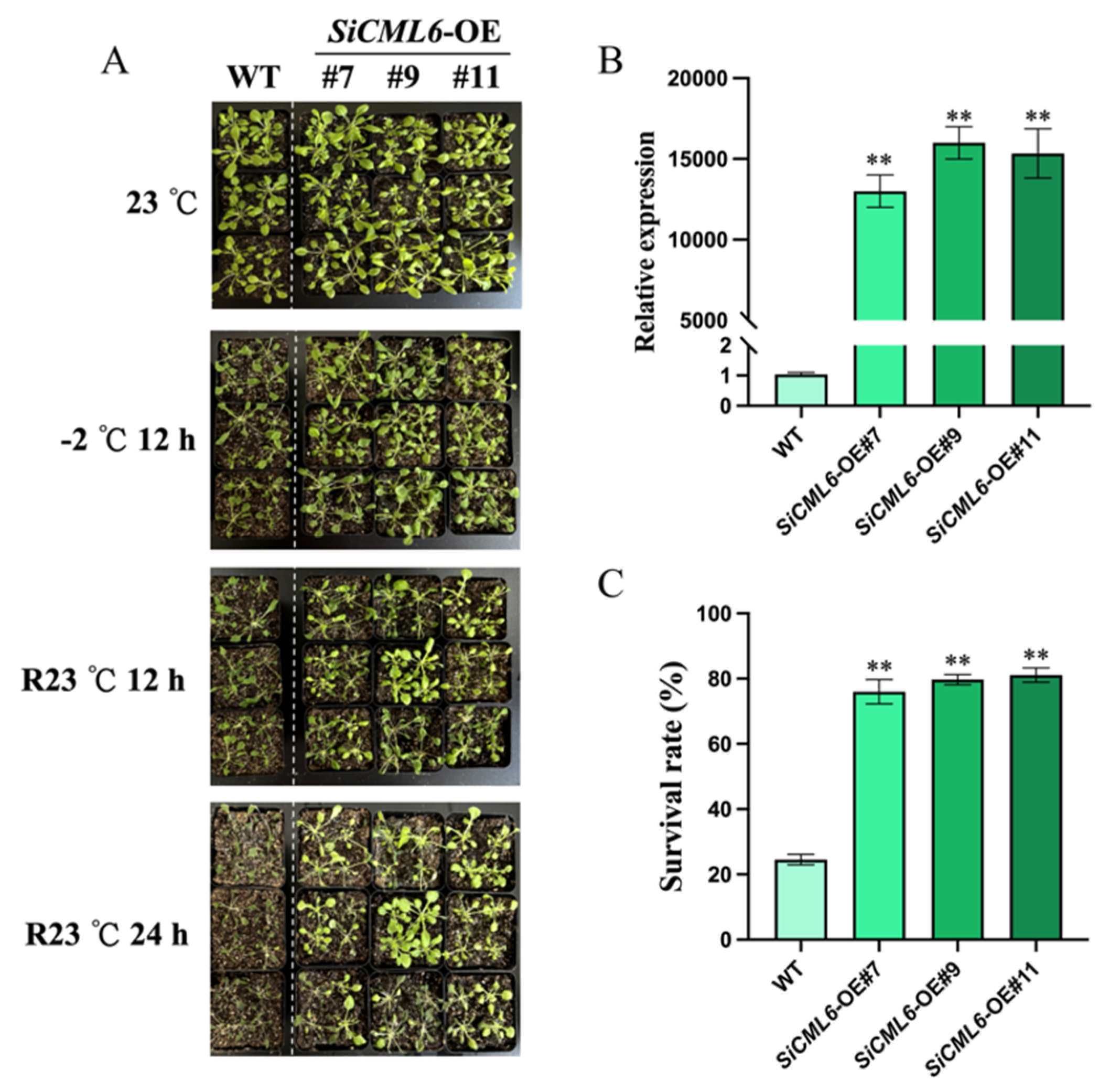 Plants 14 02360 g003