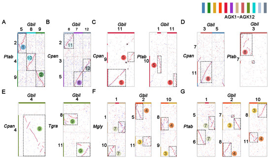 m Artesunate Inhibits Neointimal Hyperplasia by Promoting IRF4