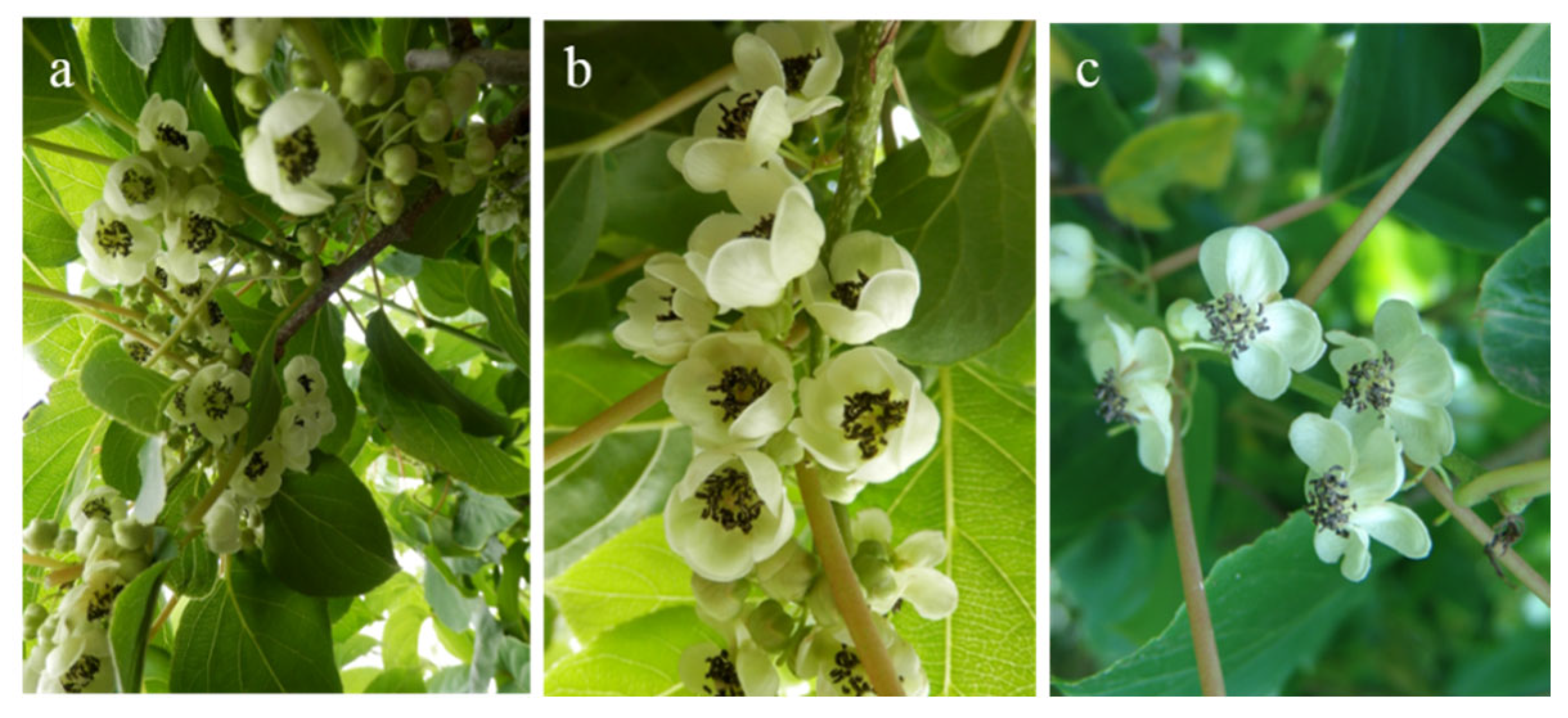 Plants 14 02366 g001