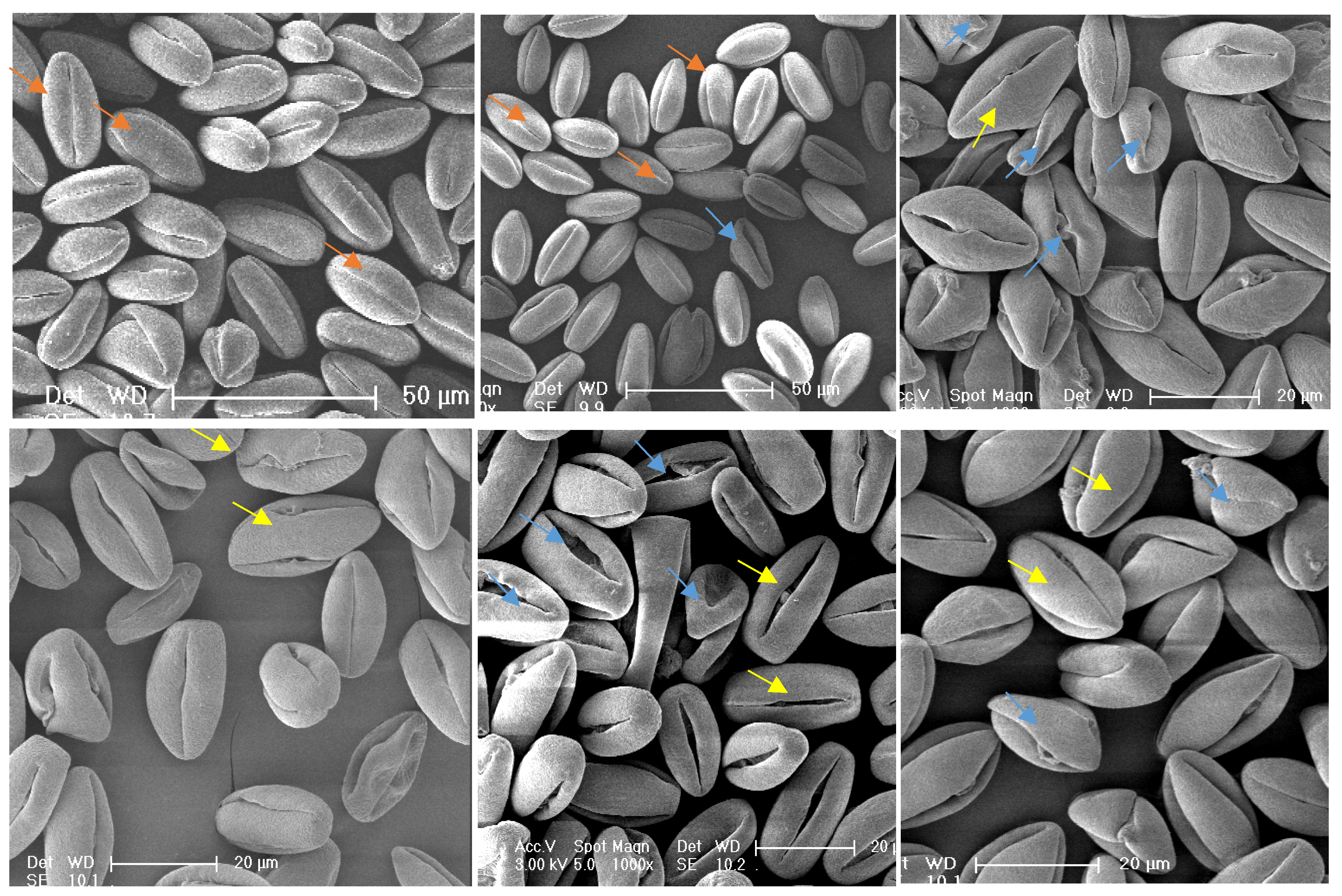 Plants 14 02366 g002