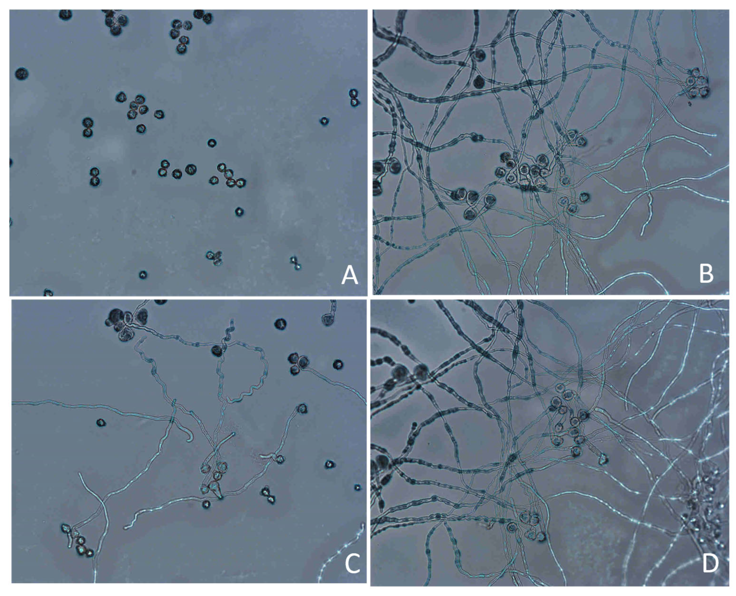 Plants 14 02366 g004