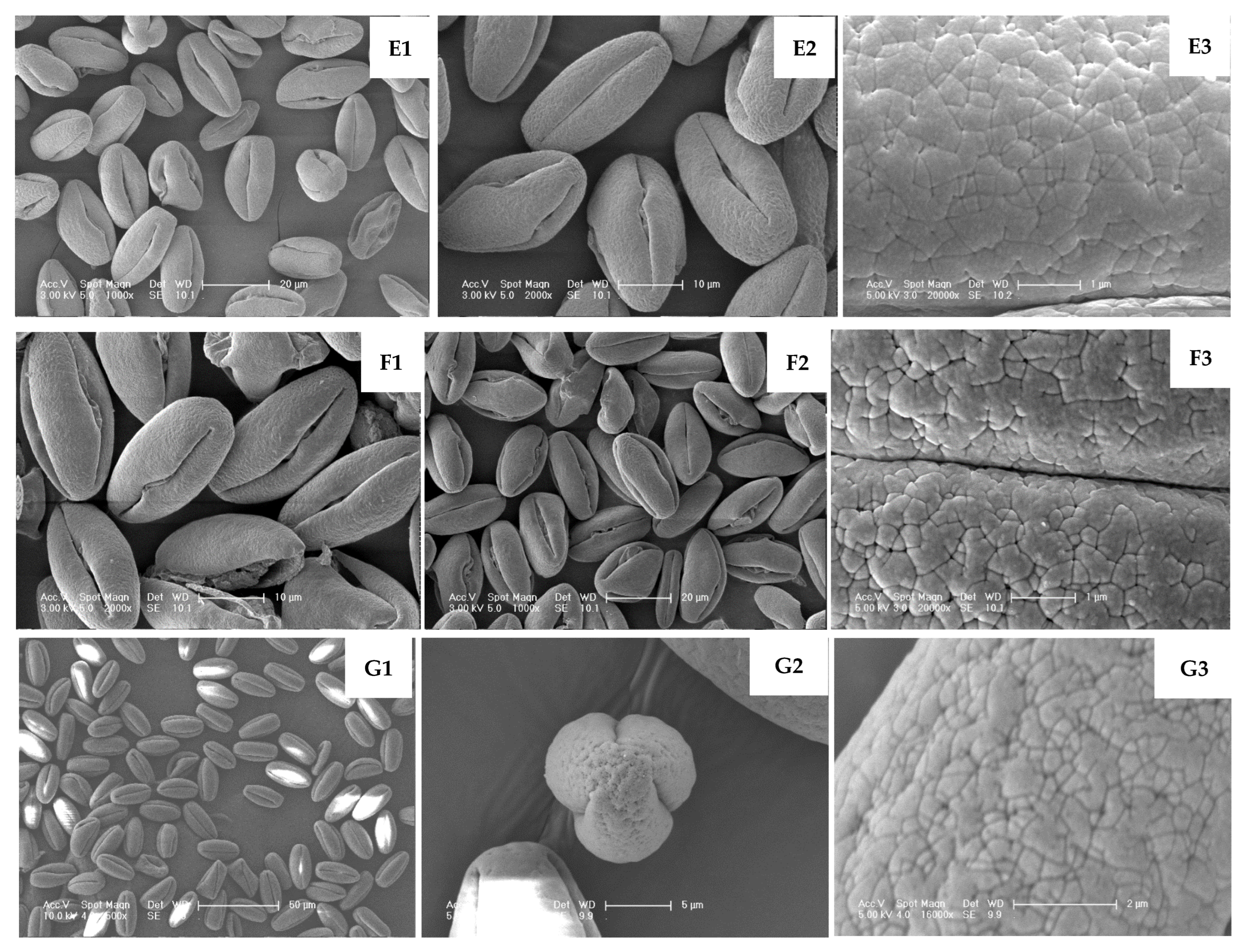 Plants 14 02366 g005c