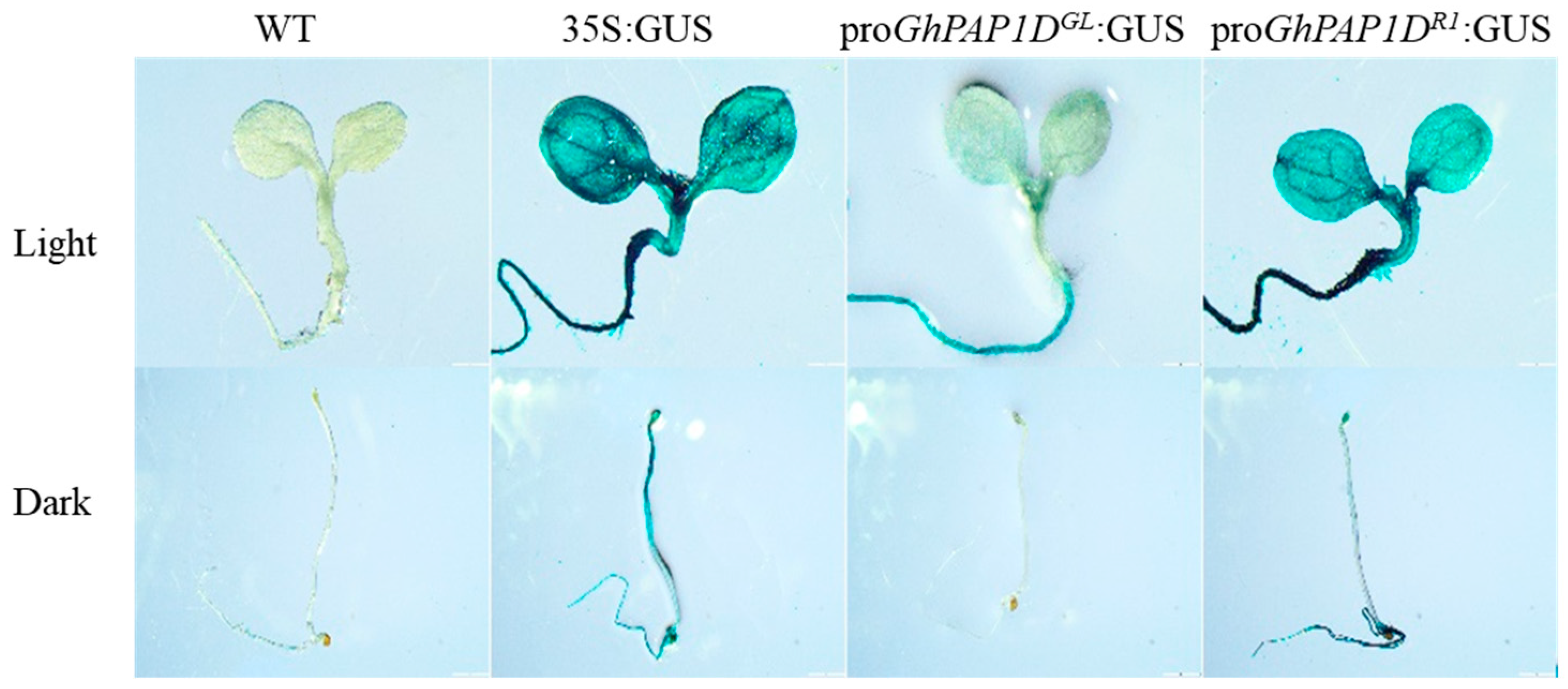 Plants 14 02367 g002